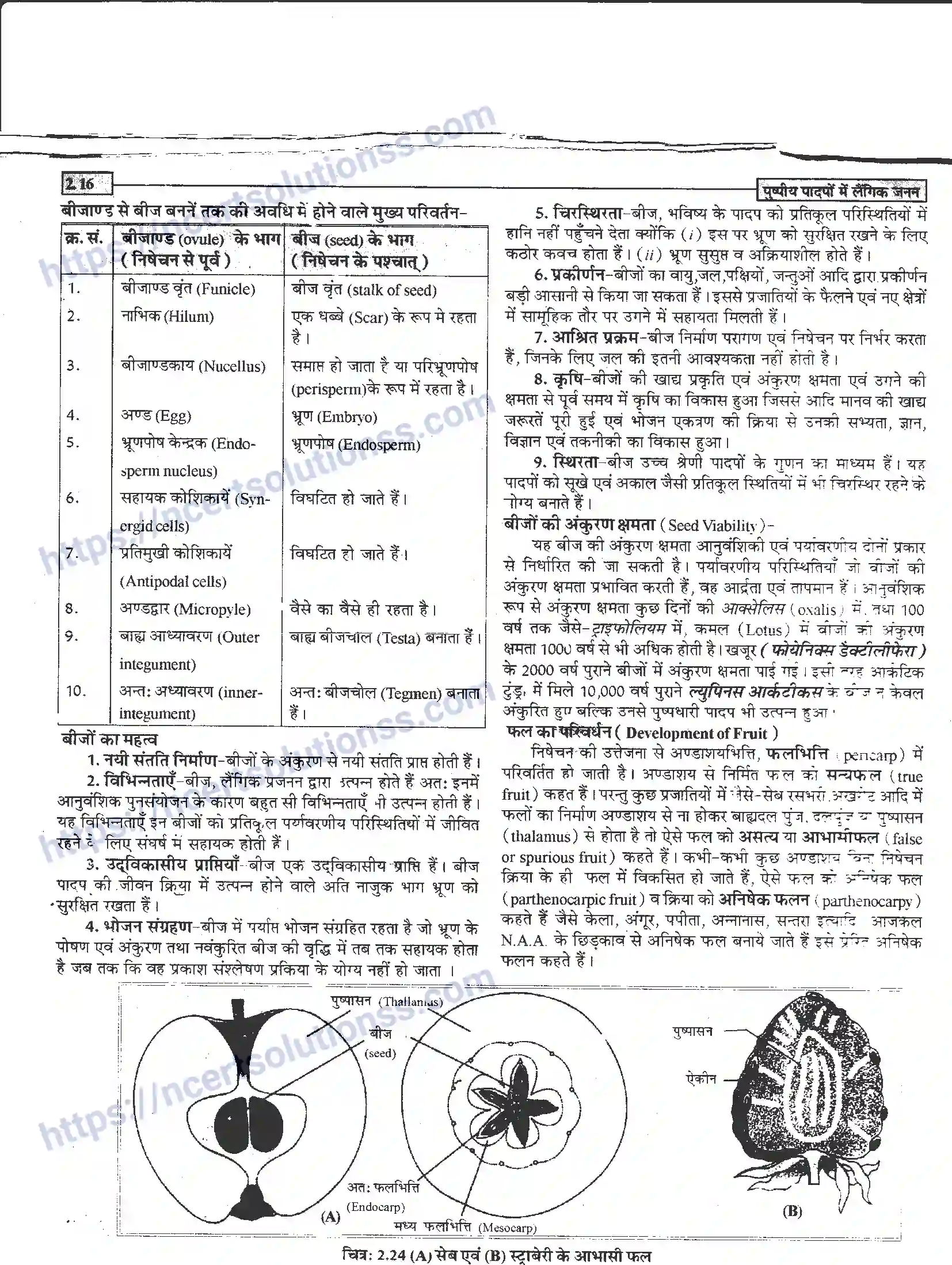 NCERT-Notes-Class-12-जीवand-विज्ञान-पुष्पीय-पादपों-में-लैंगिंक-जनन-940-page-16