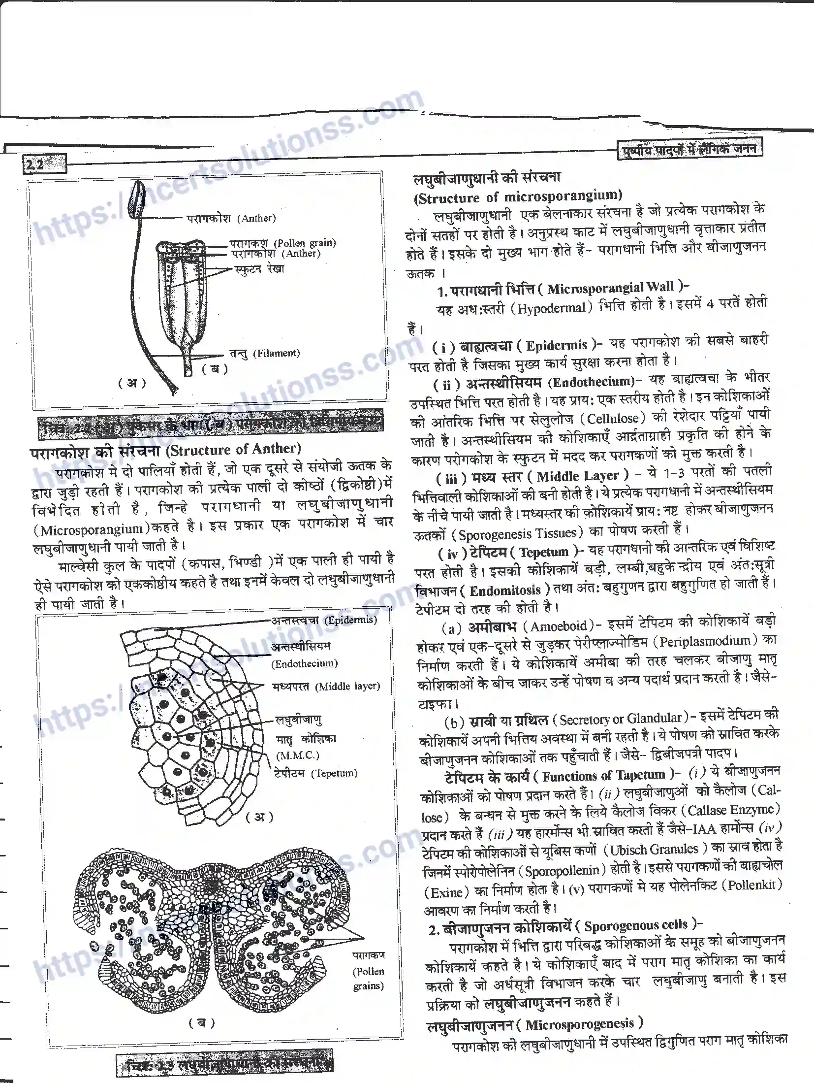 NCERT-Notes-Class-12-जीवand-विज्ञान-पुष्पीय-पादपों-में-लैंगिंक-जनन-940-page-2