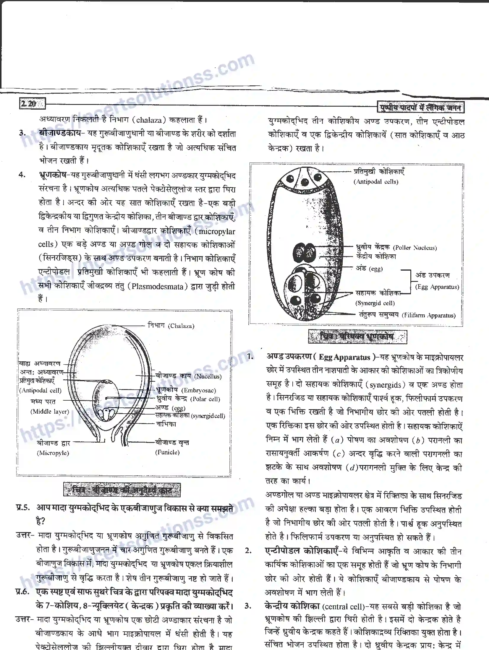 NCERT-Notes-Class-12-जीवand-विज्ञान-पुष्पीय-पादपों-में-लैंगिंक-जनन-940-page-20