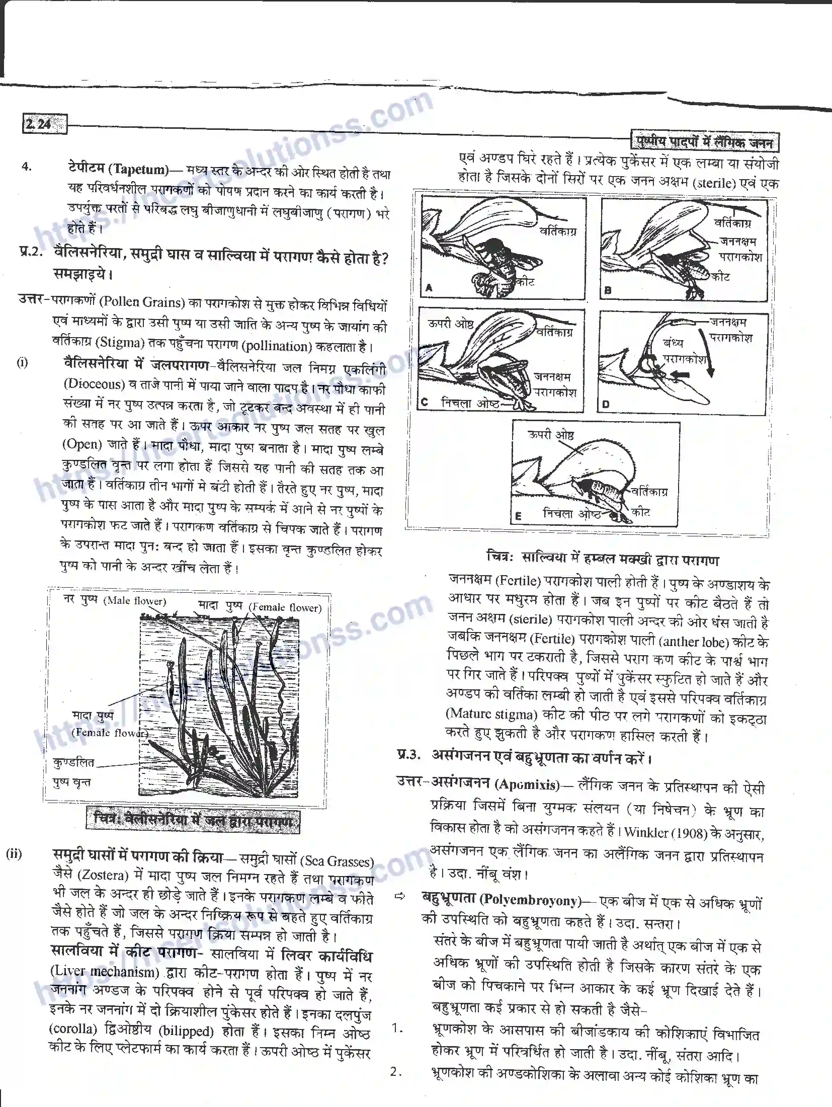 NCERT-Notes-Class-12-जीवand-विज्ञान-पुष्पीय-पादपों-में-लैंगिंक-जनन-940-page-24
