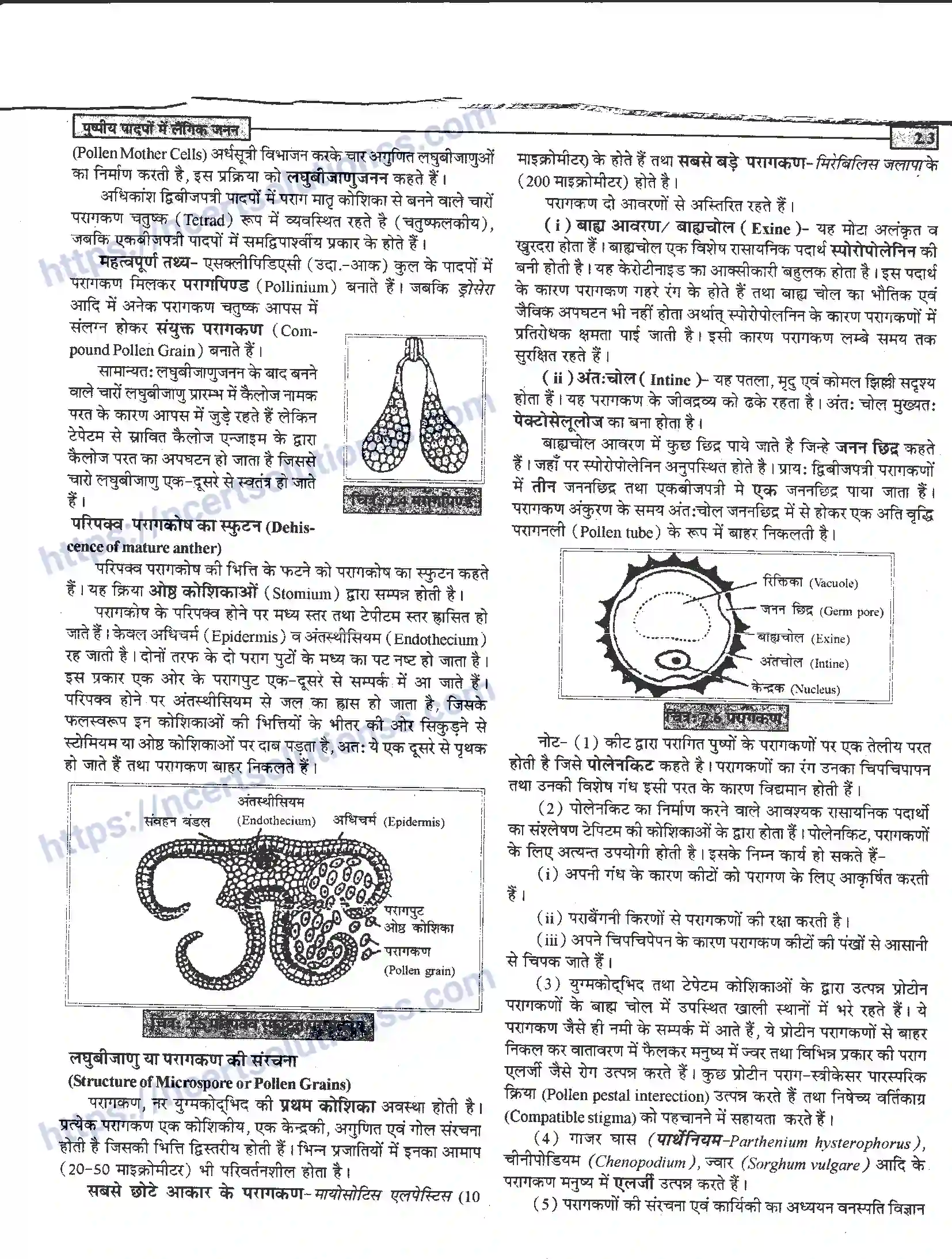 NCERT-Notes-Class-12-जीवand-विज्ञान-पुष्पीय-पादपों-में-लैंगिंक-जनन-940-page-3