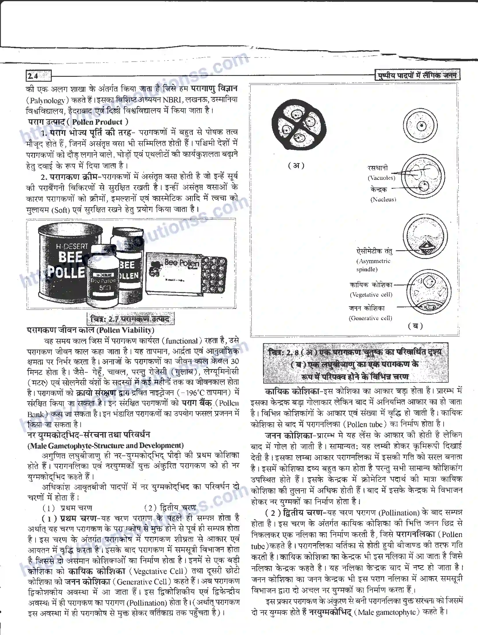 NCERT-Notes-Class-12-जीवand-विज्ञान-पुष्पीय-पादपों-में-लैंगिंक-जनन-940-page-4