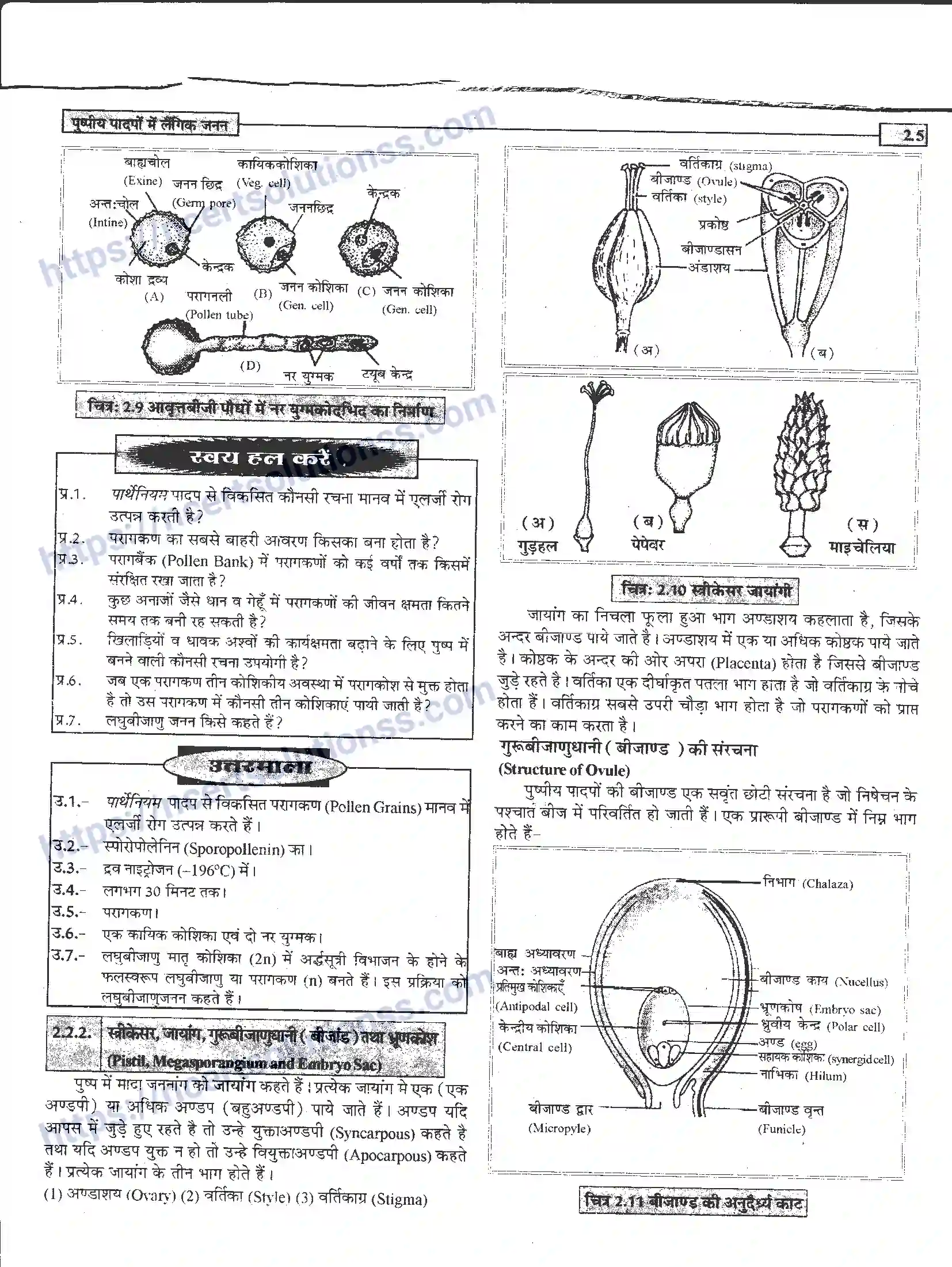 NCERT-Notes-Class-12-जीवand-विज्ञान-पुष्पीय-पादपों-में-लैंगिंक-जनन-940-page-5