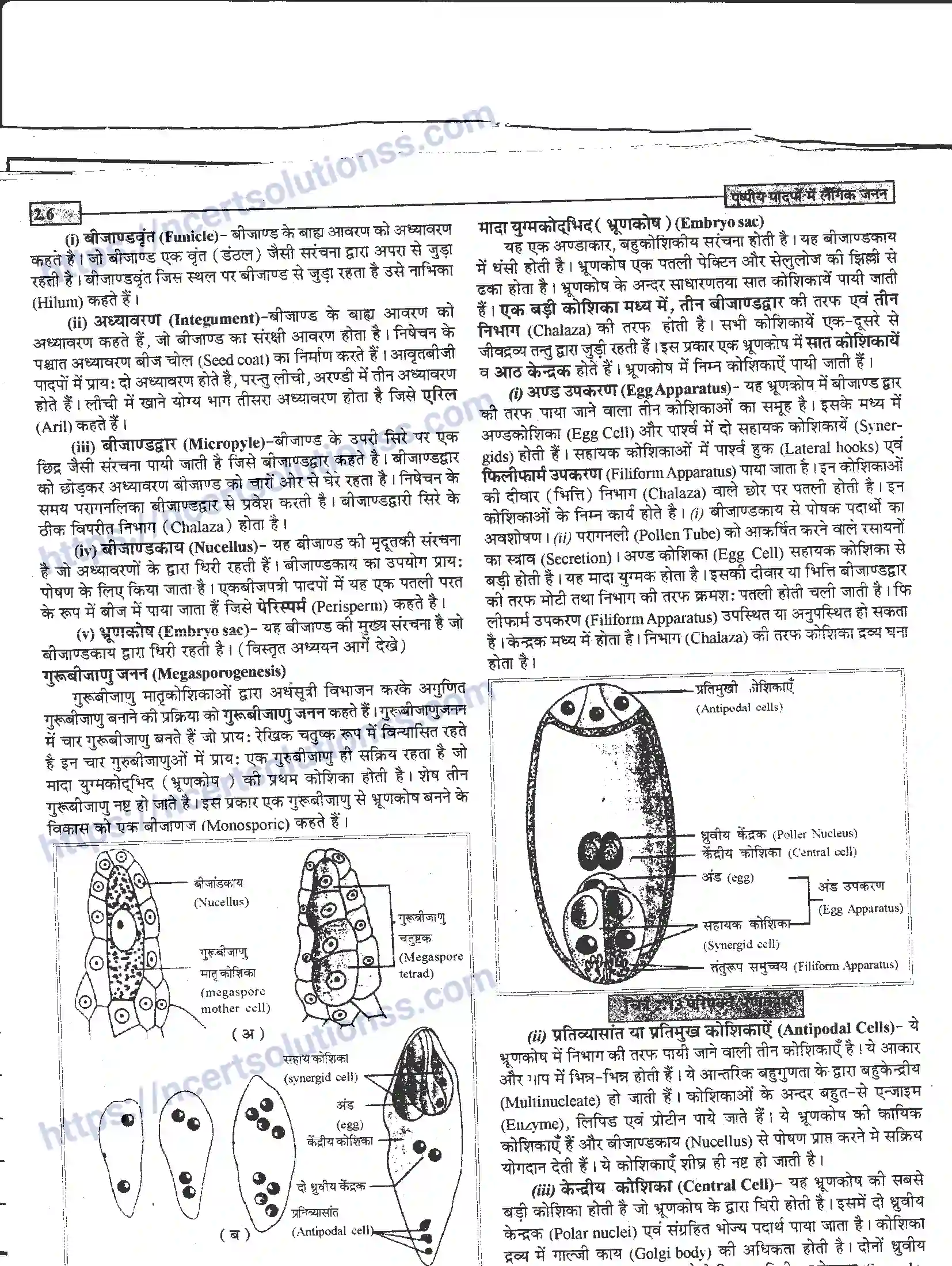 NCERT-Notes-Class-12-जीवand-विज्ञान-पुष्पीय-पादपों-में-लैंगिंक-जनन-940-page-6