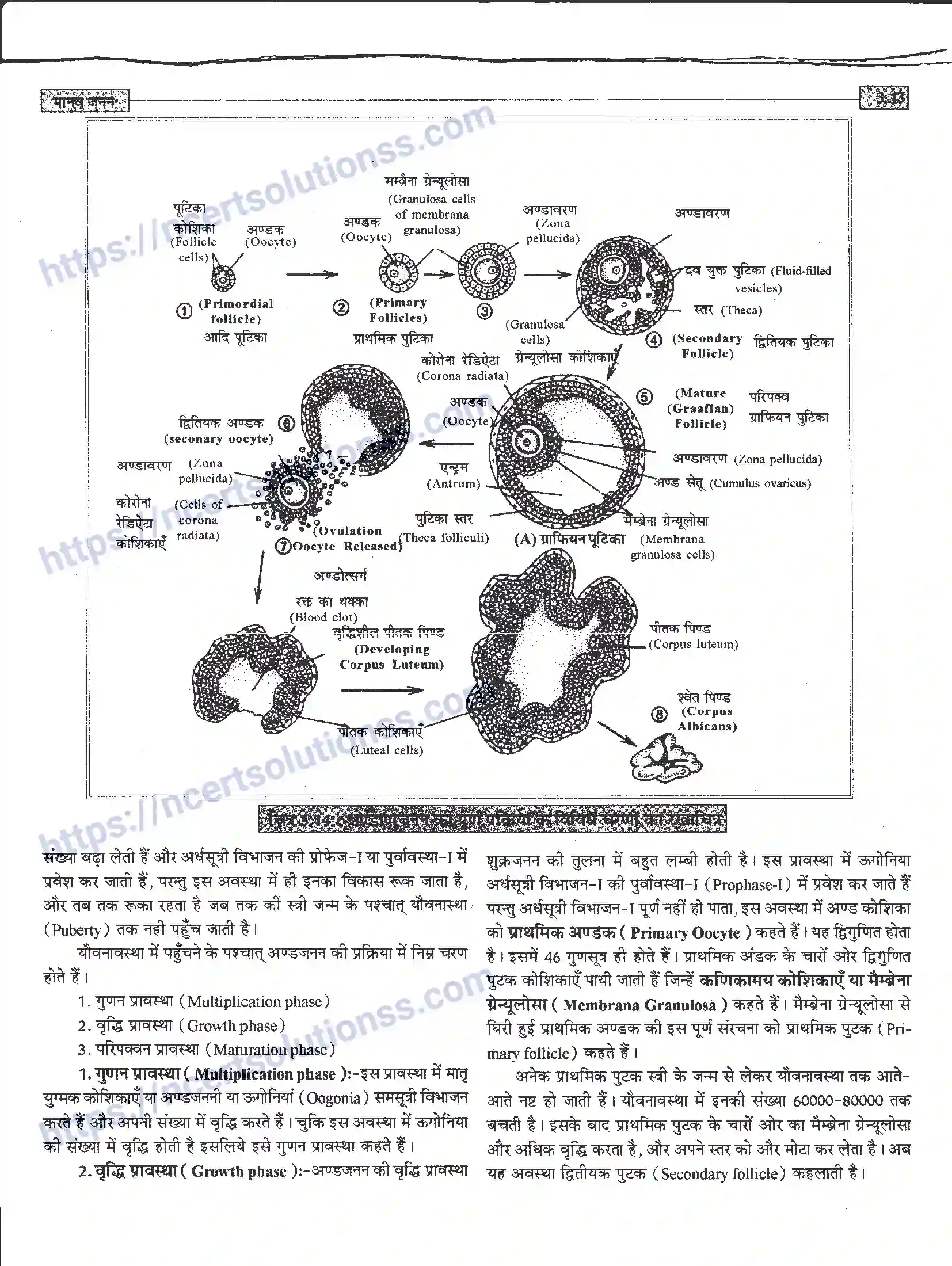 NCERT-Notes-Class-12-जीवand-विज्ञान-मानव-जनन-941-page-13