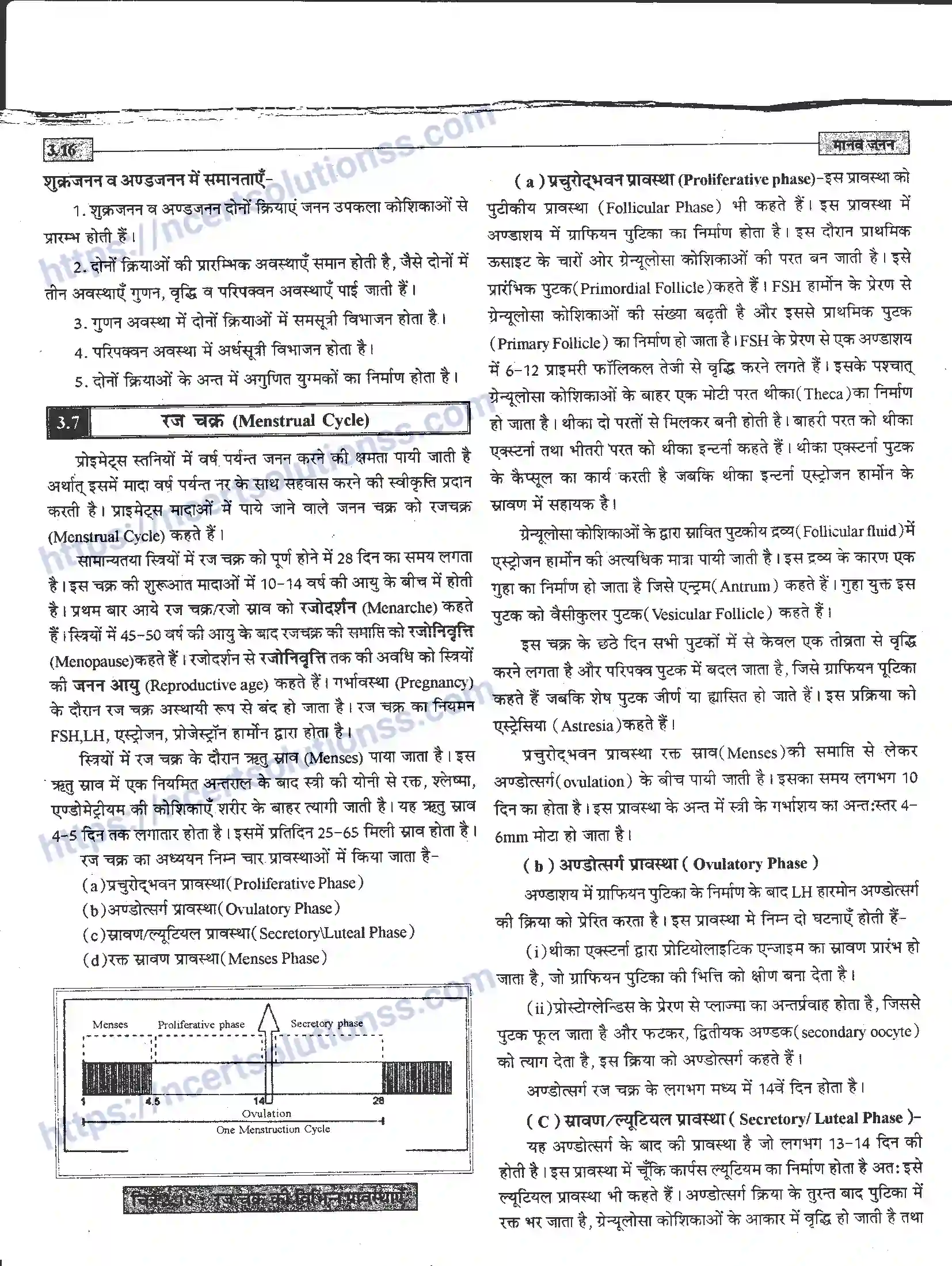 NCERT-Notes-Class-12-जीवand-विज्ञान-मानव-जनन-941-page-16