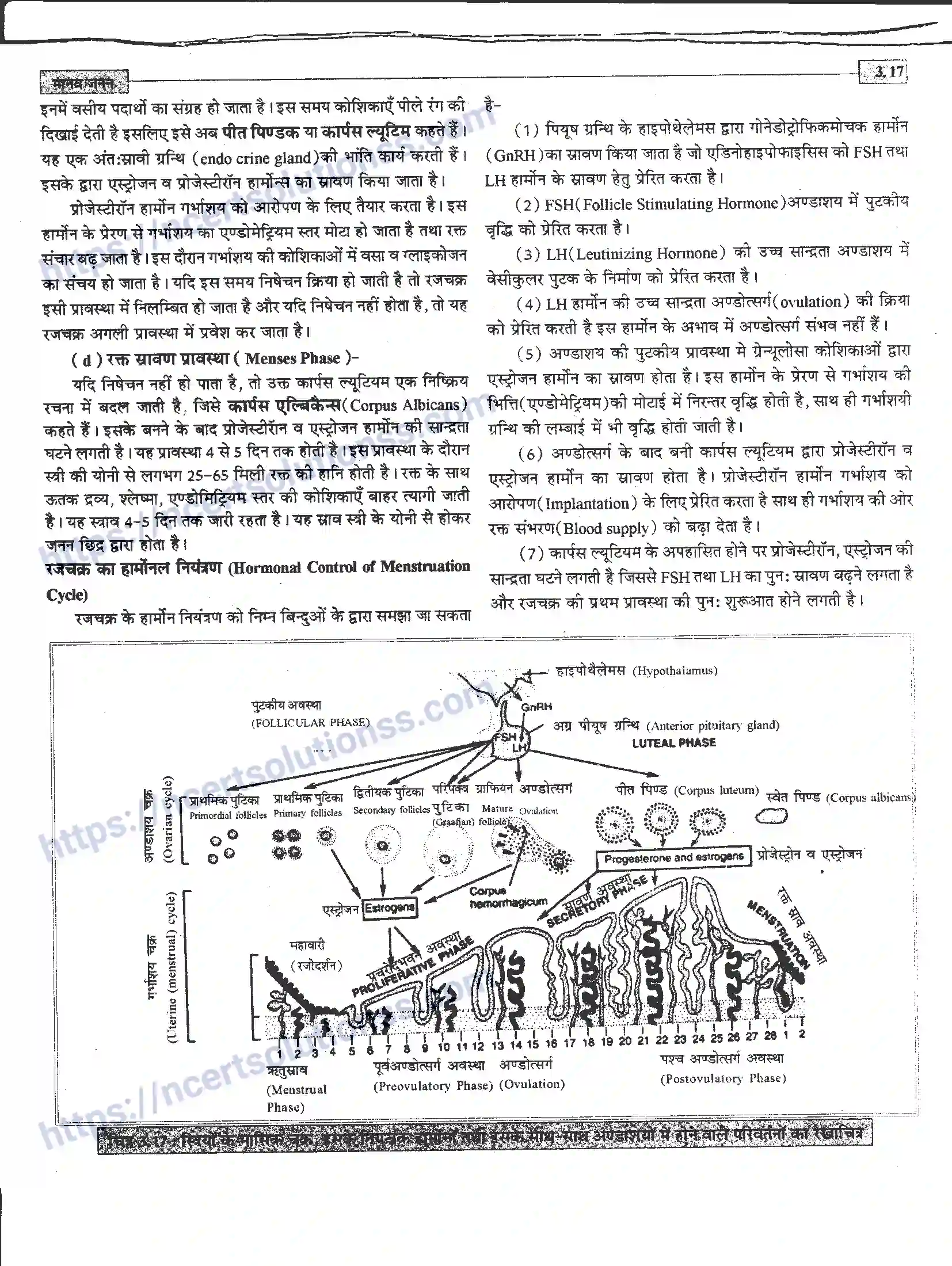 NCERT-Notes-Class-12-जीवand-विज्ञान-मानव-जनन-941-page-17