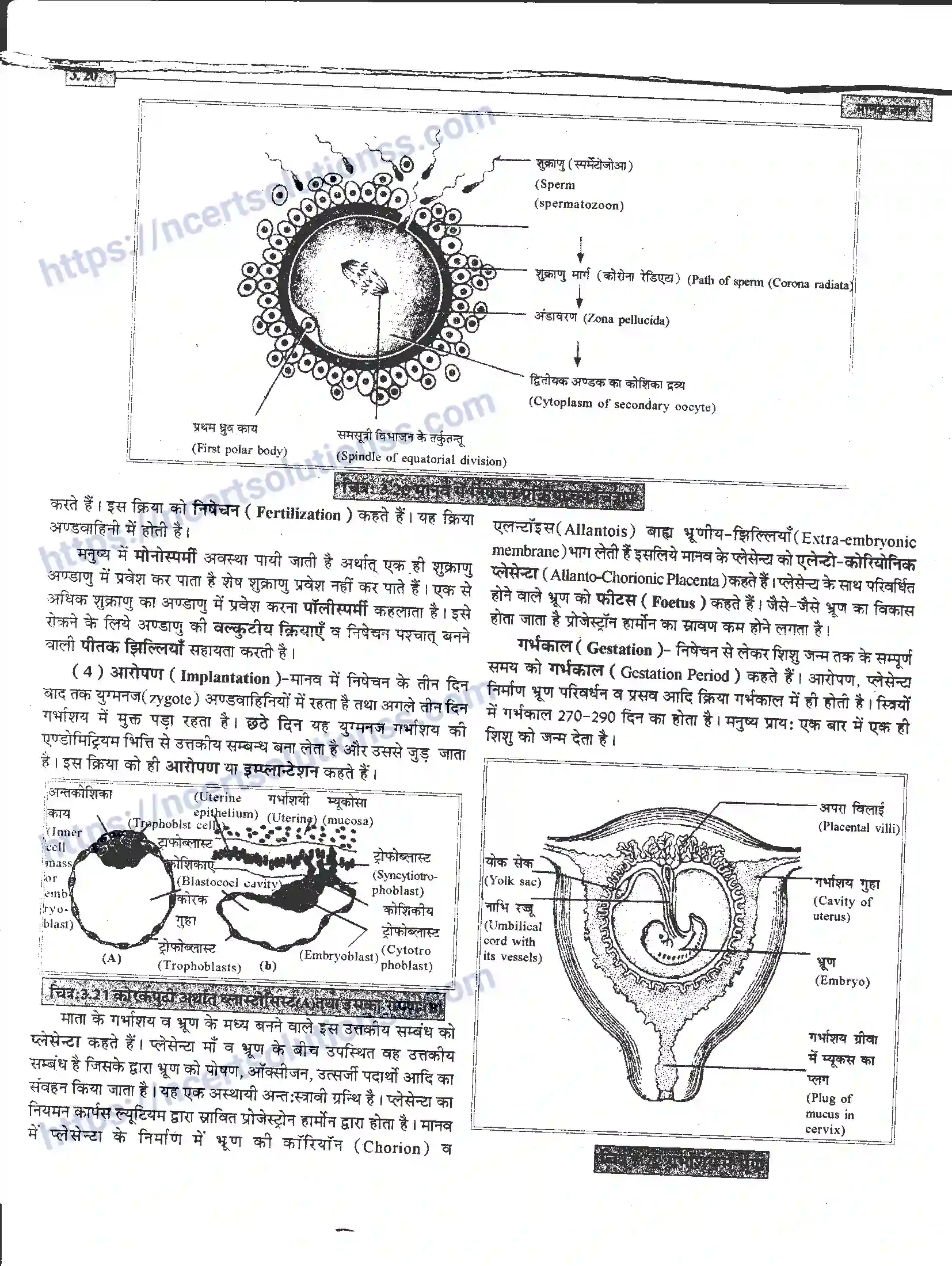 NCERT-Notes-Class-12-जीवand-विज्ञान-मानव-जनन-941-page-20