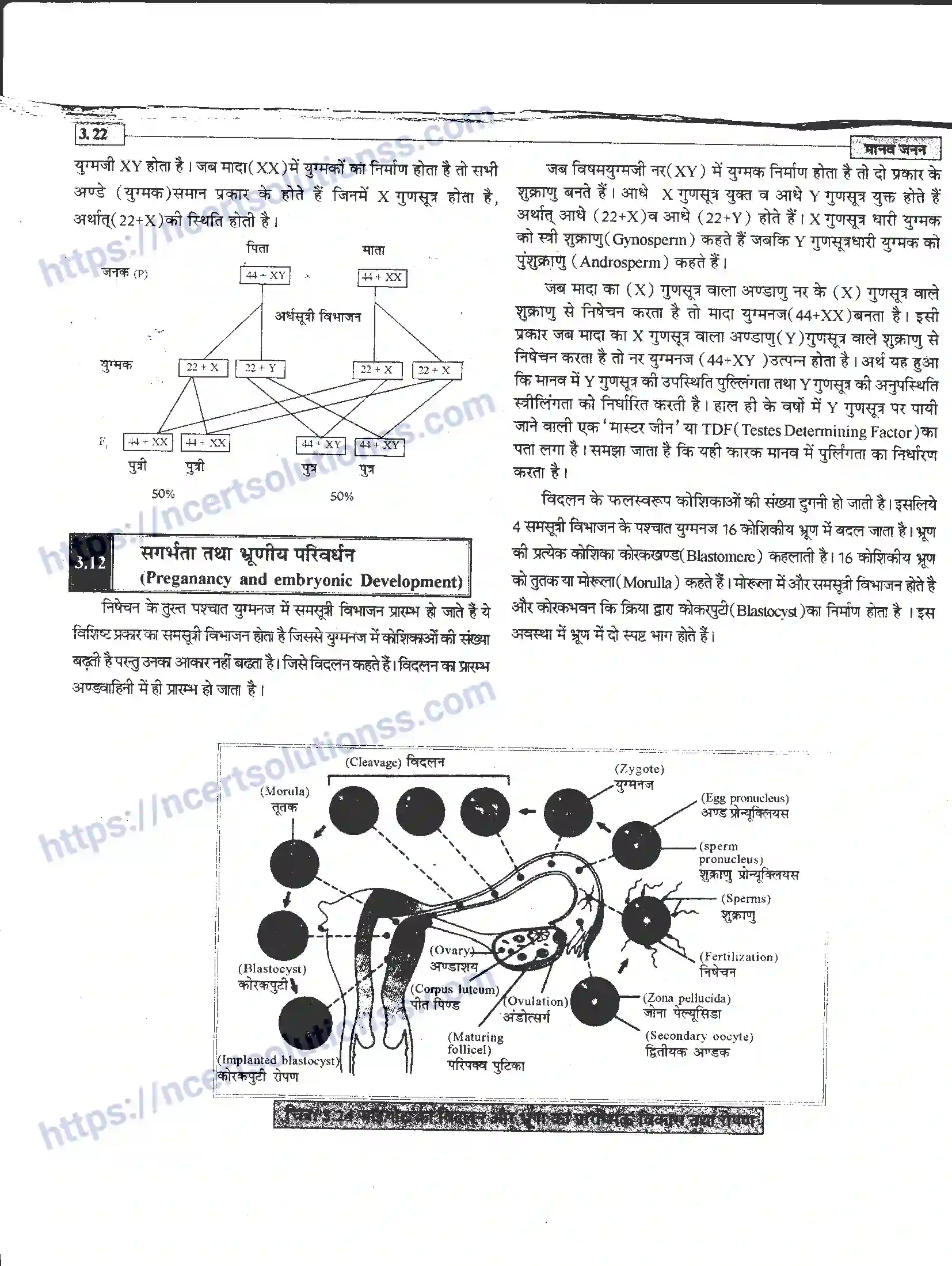 NCERT-Notes-Class-12-जीवand-विज्ञान-मानव-जनन-941-page-22