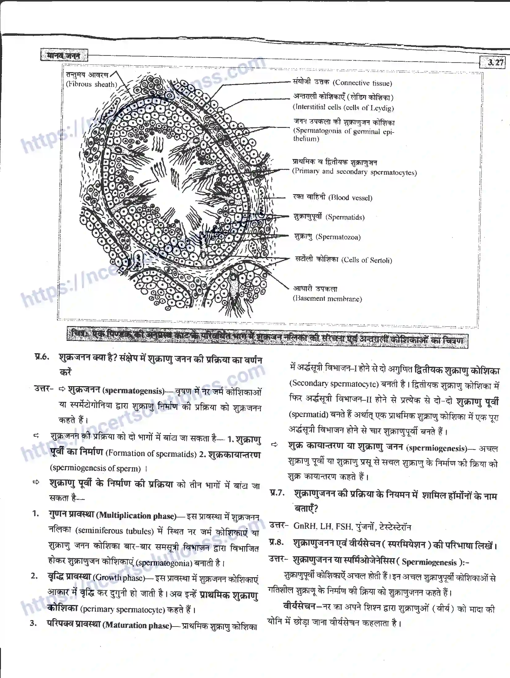 NCERT-Notes-Class-12-जीवand-विज्ञान-मानव-जनन-941-page-27