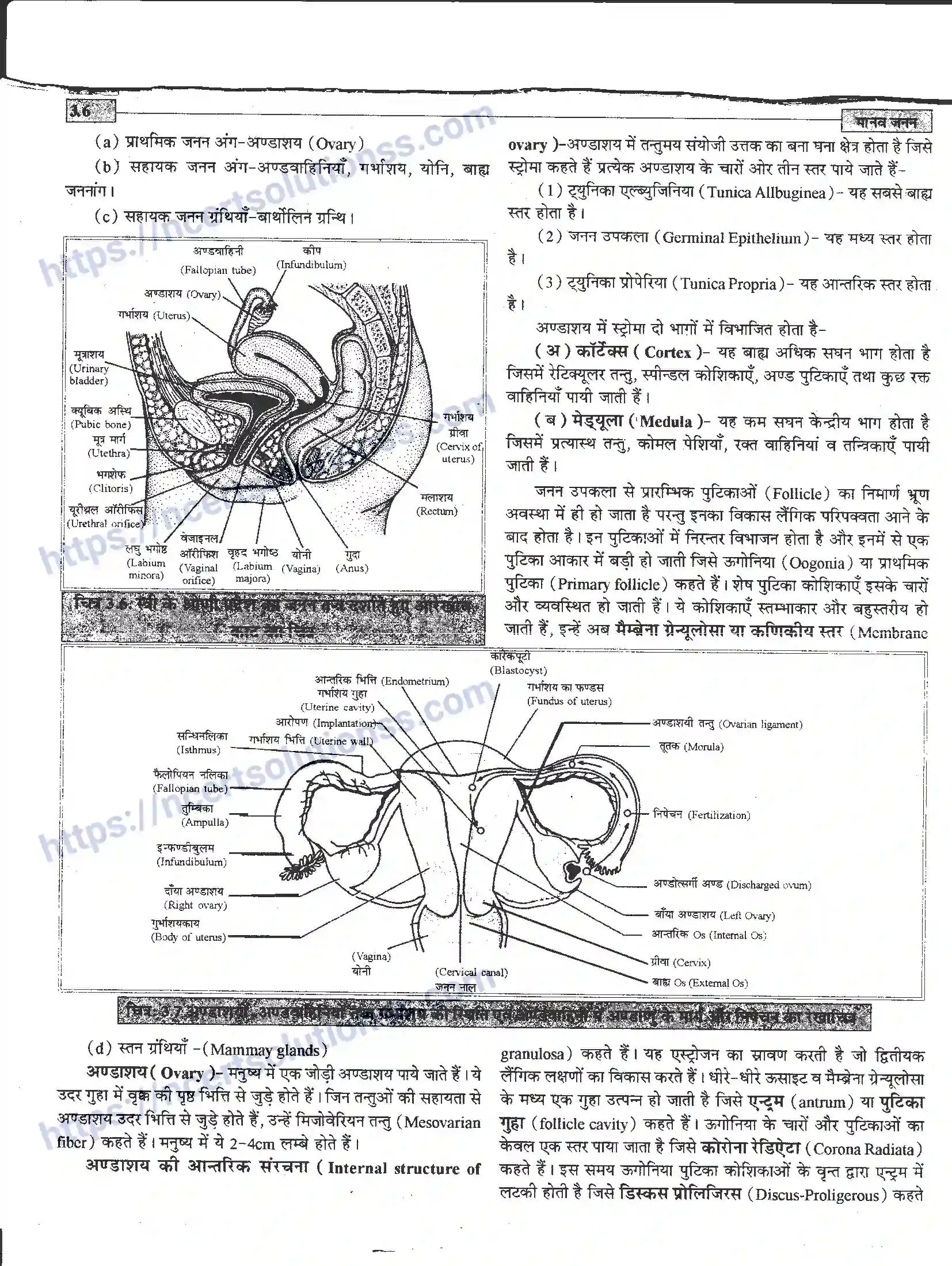 NCERT-Notes-Class-12-जीवand-विज्ञान-मानव-जनन-941-page-6