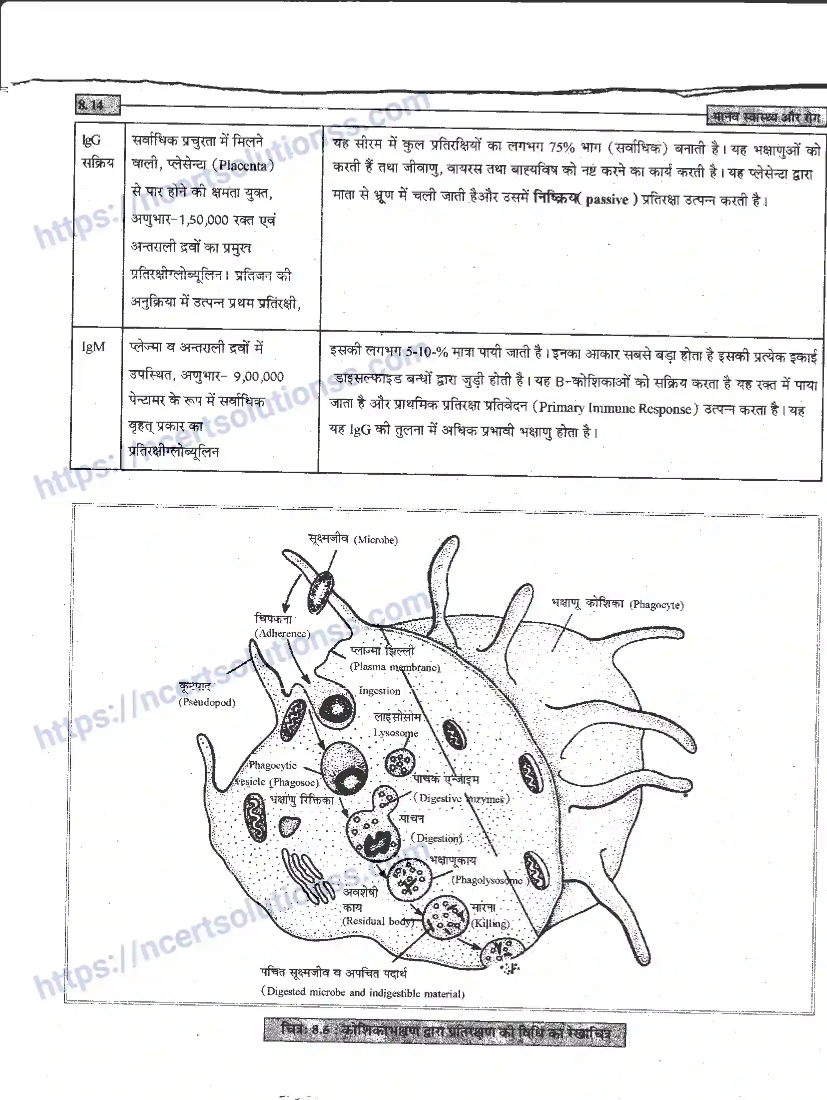 NCERT-Notes-Class-12-जीवand-विज्ञान-मानव-स्वास्थ-और-रोग-946-page-14
