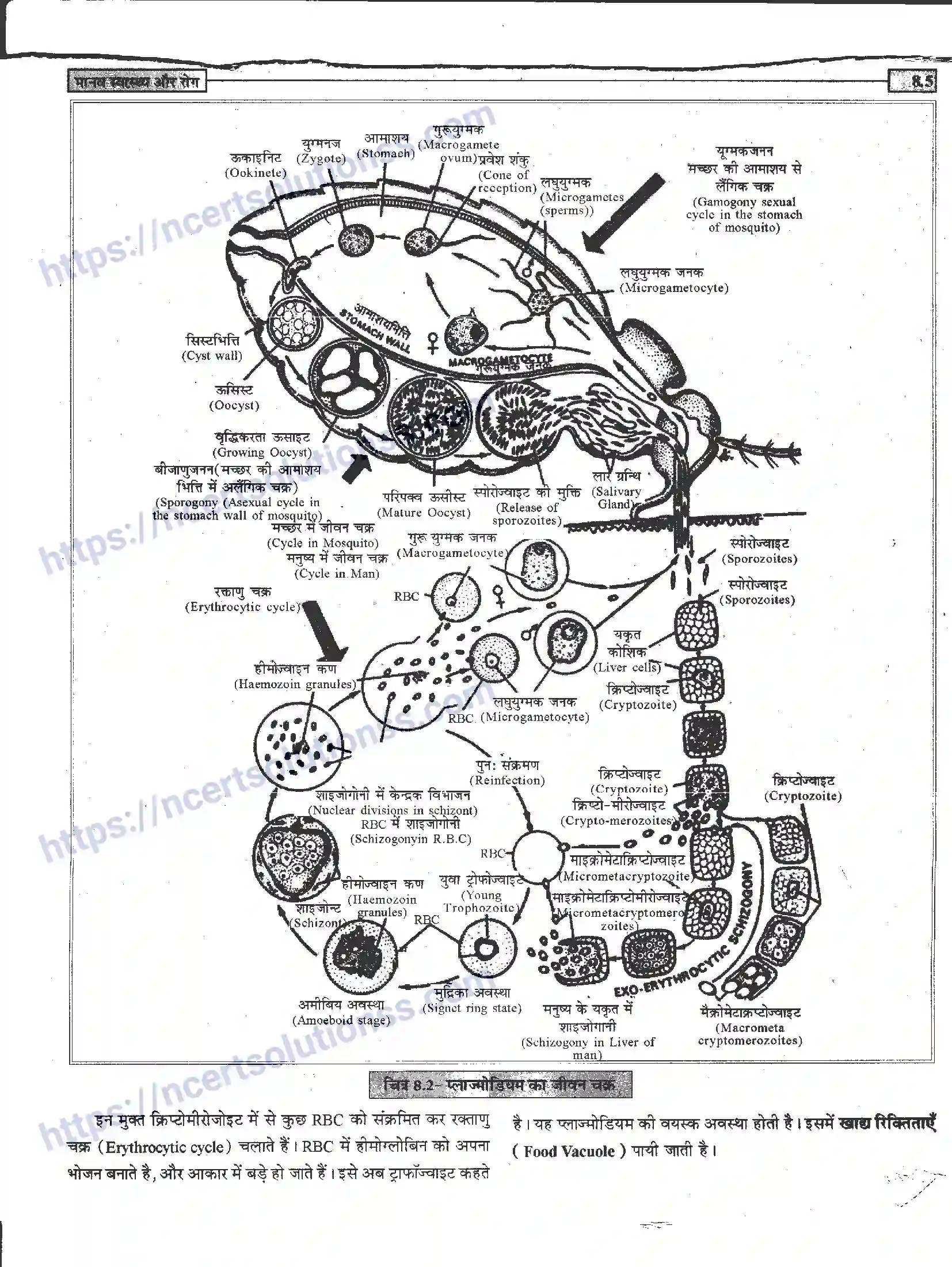 NCERT-Notes-Class-12-जीवand-विज्ञान-मानव-स्वास्थ-और-रोग-946-page-5