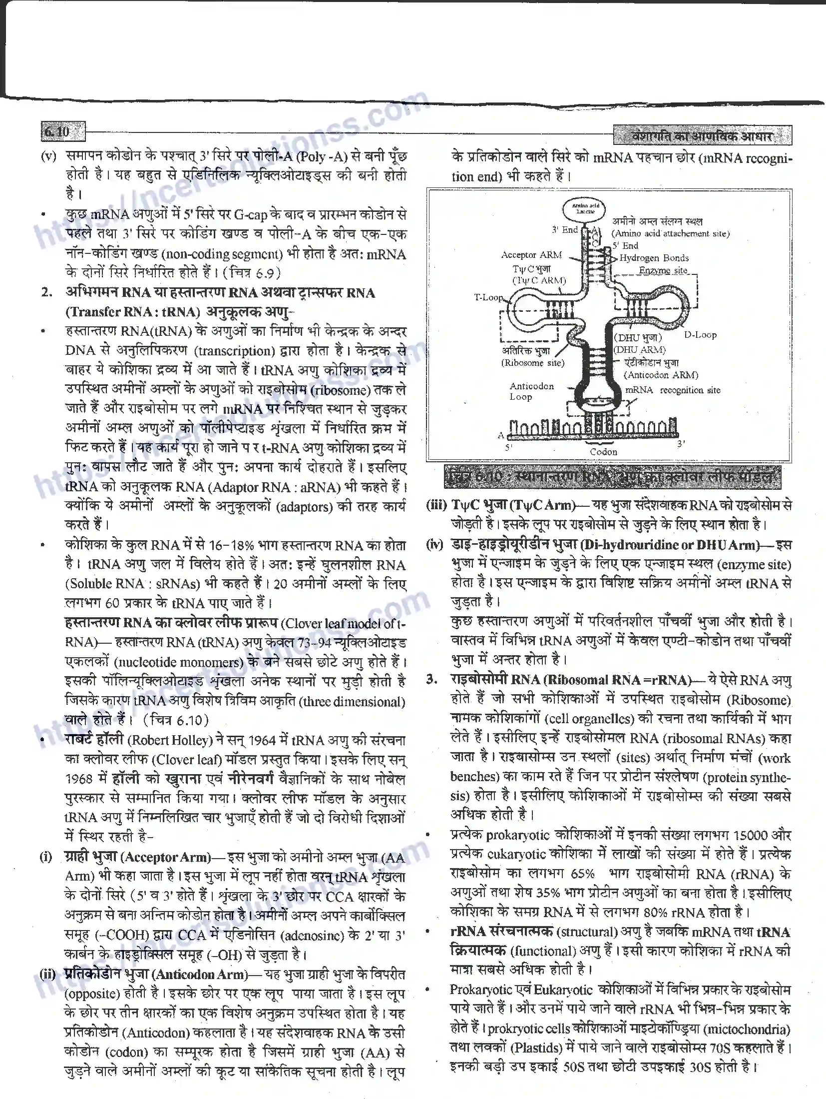 NCERT-Notes-Class-12-जीवand-विज्ञान-वंशागति-का-आणविक-आधार-944-page-10