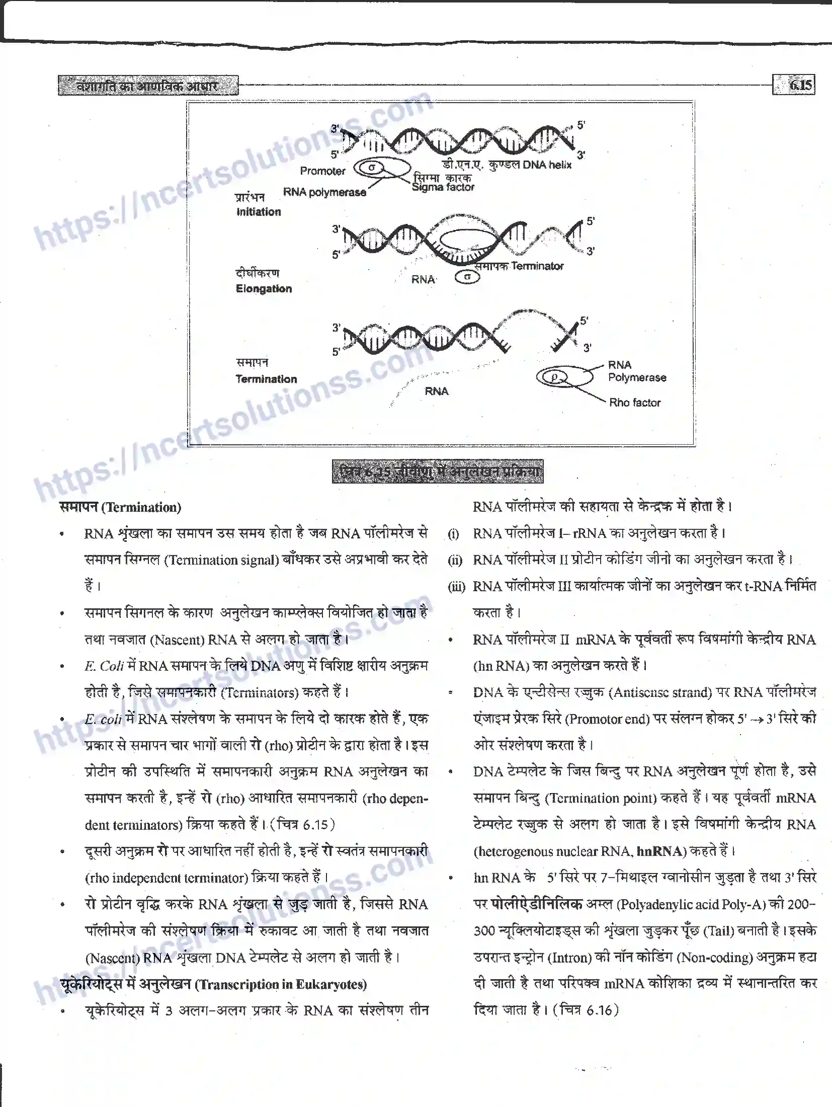 NCERT-Notes-Class-12-जीवand-विज्ञान-वंशागति-का-आणविक-आधार-944-page-15