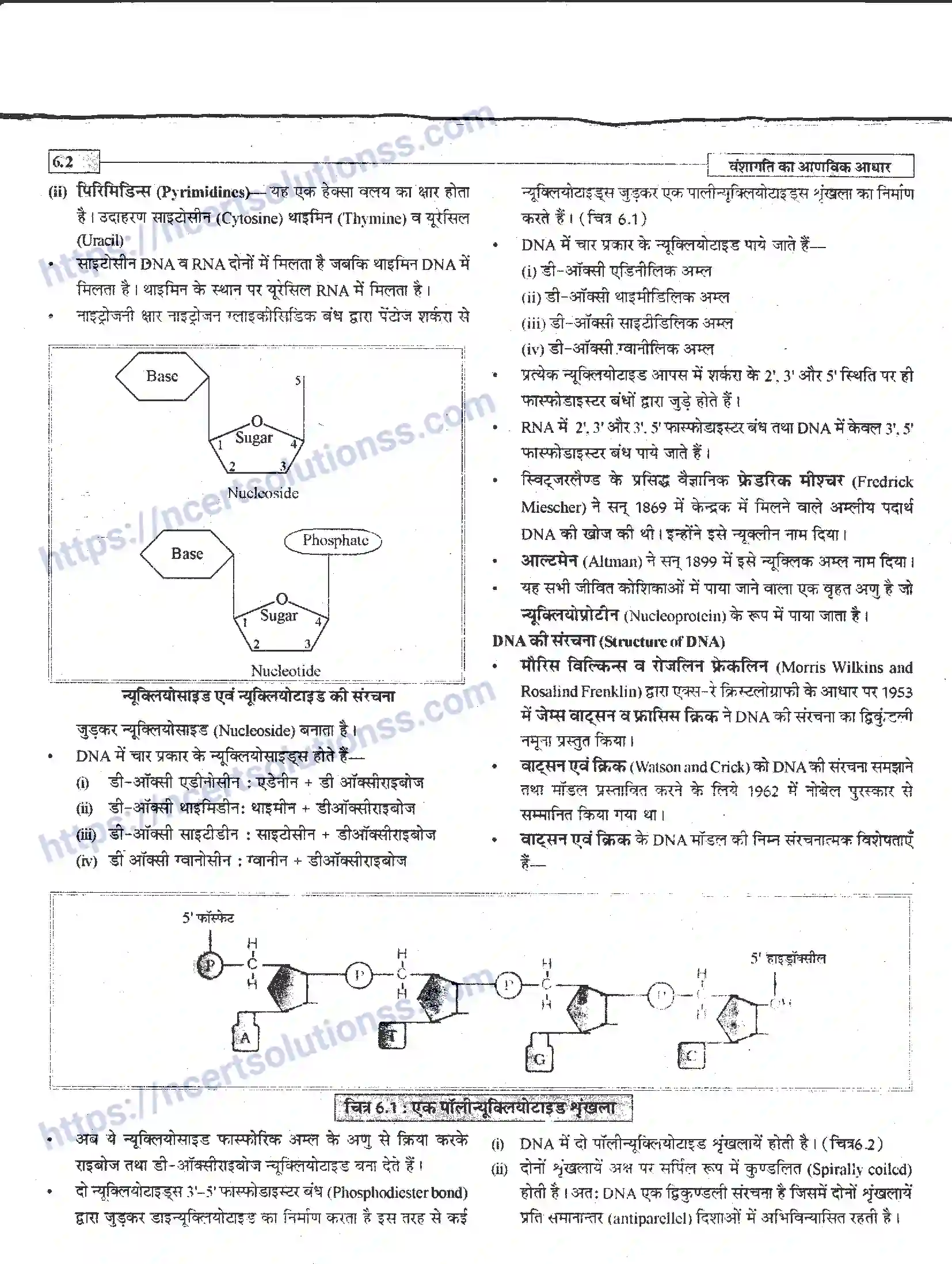 NCERT-Notes-Class-12-जीवand-विज्ञान-वंशागति-का-आणविक-आधार-944-page-2