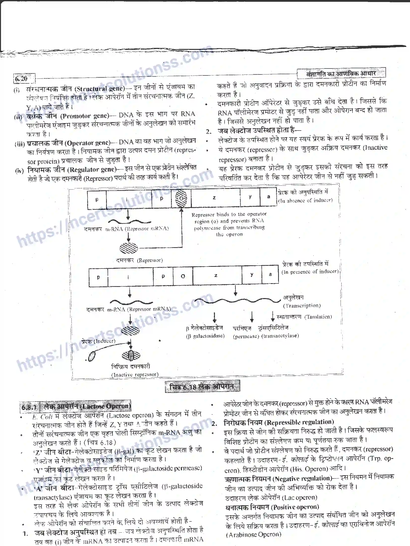 NCERT-Notes-Class-12-जीवand-विज्ञान-वंशागति-का-आणविक-आधार-944-page-20
