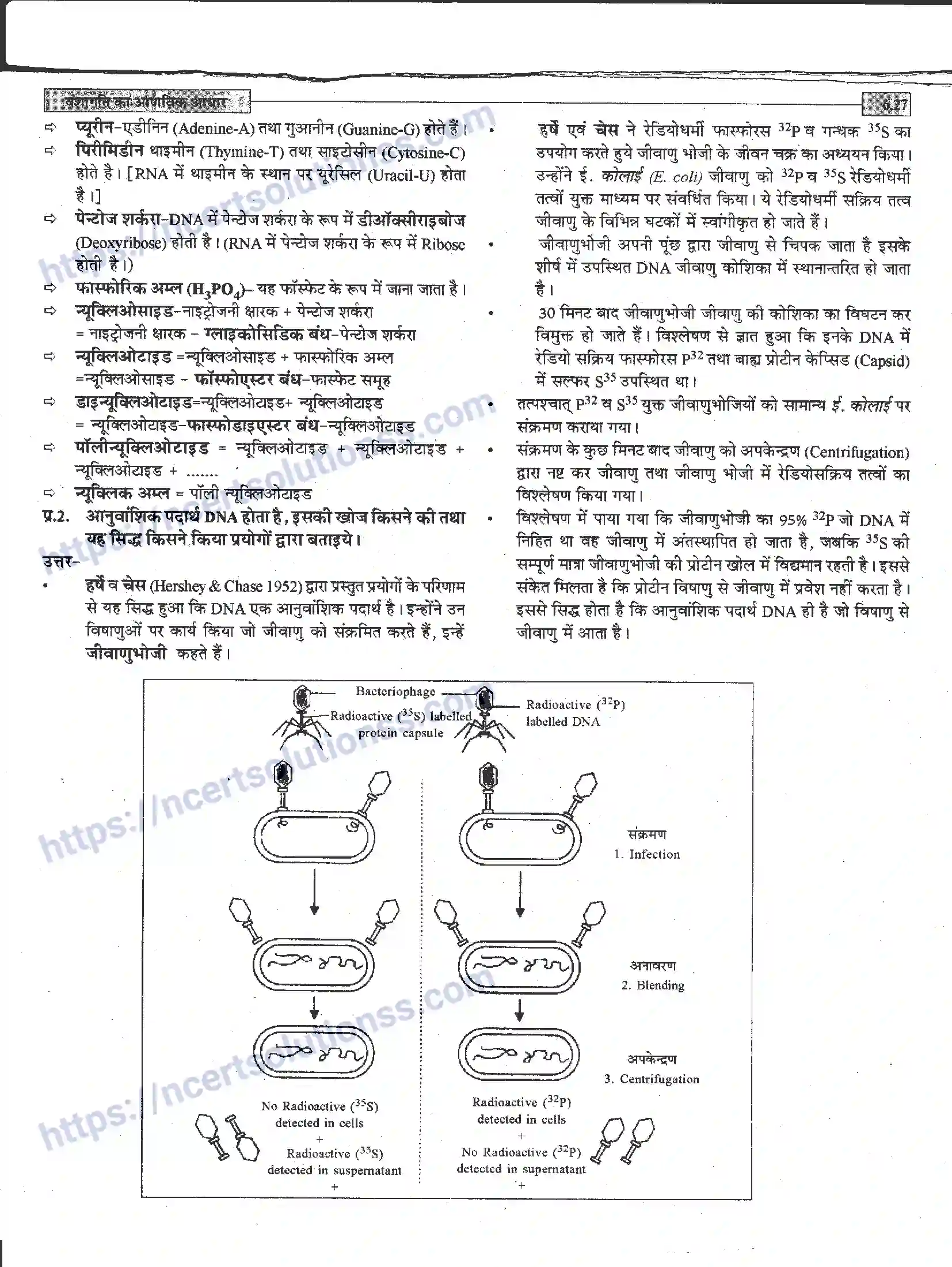 NCERT-Notes-Class-12-जीवand-विज्ञान-वंशागति-का-आणविक-आधार-944-page-27
