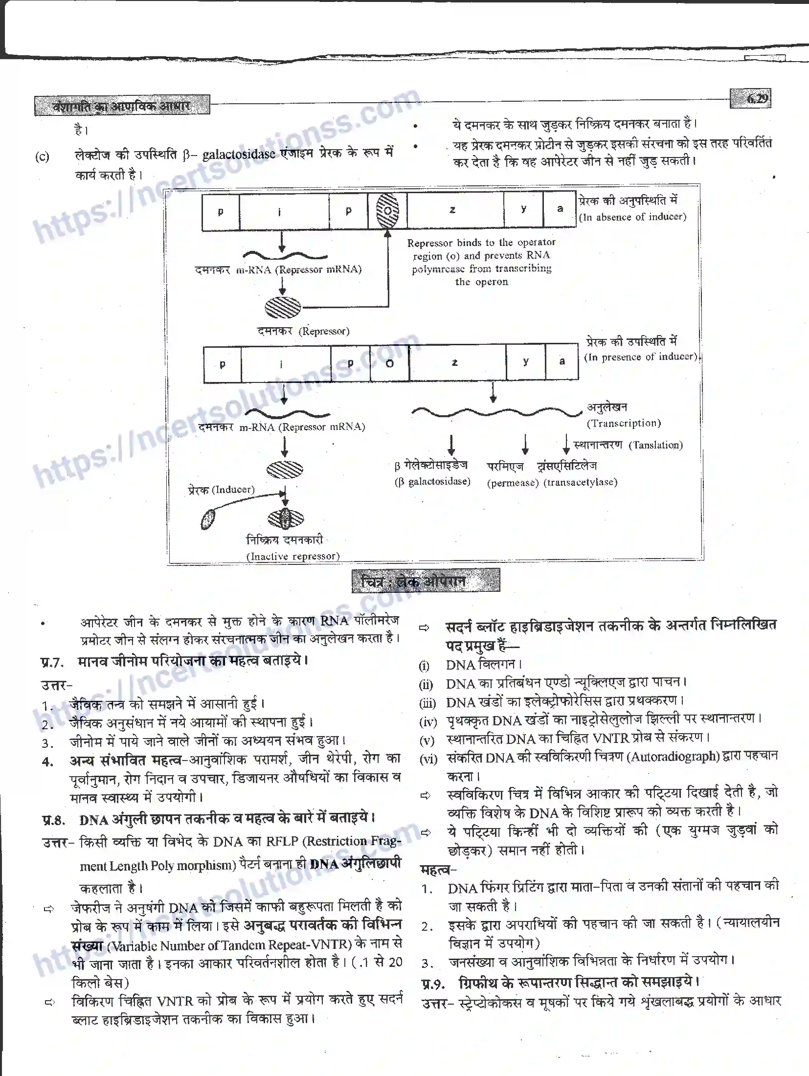 NCERT-Notes-Class-12-जीवand-विज्ञान-वंशागति-का-आणविक-आधार-944-page-29