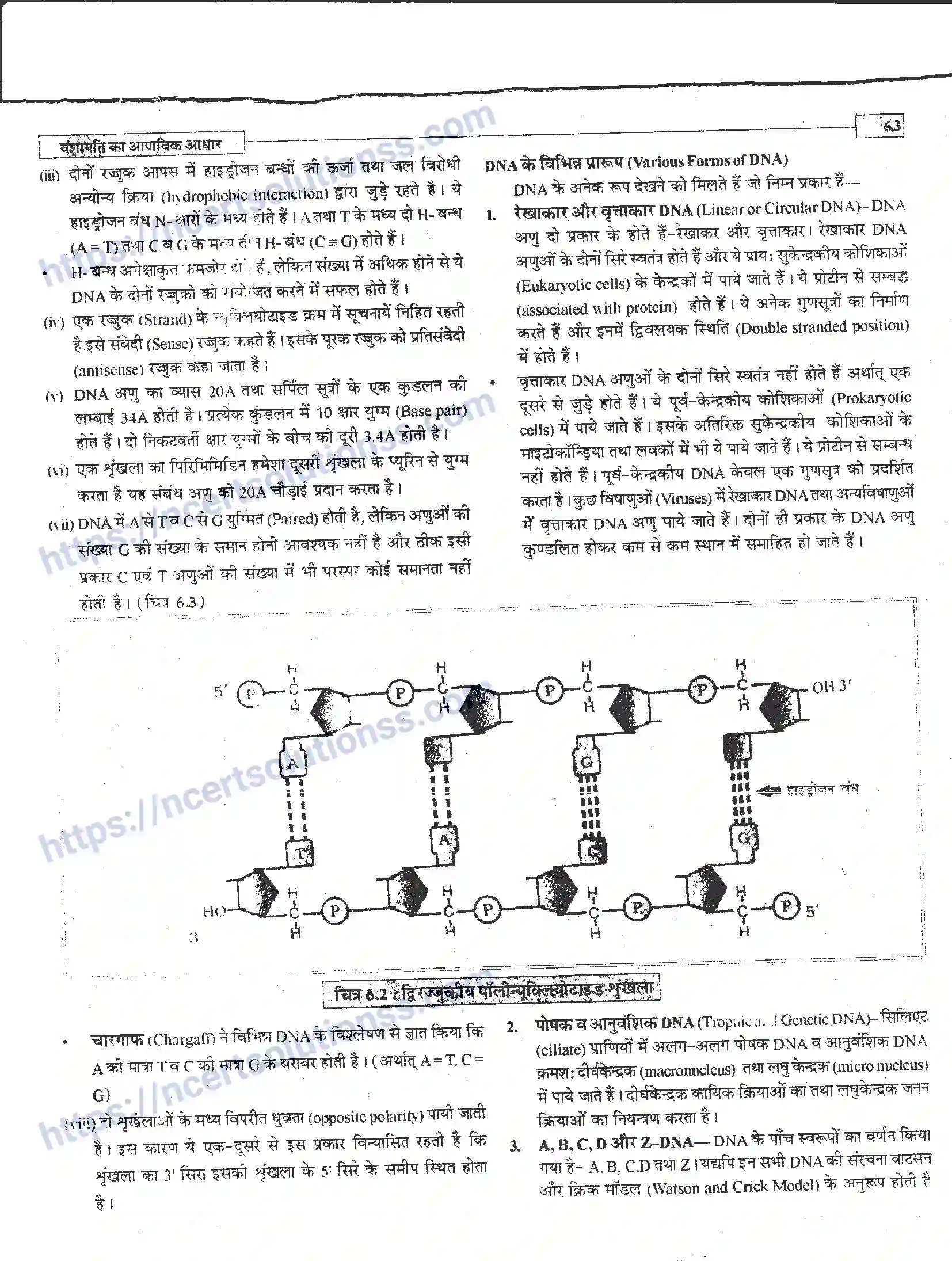 NCERT-Notes-Class-12-जीवand-विज्ञान-वंशागति-का-आणविक-आधार-944-page-3