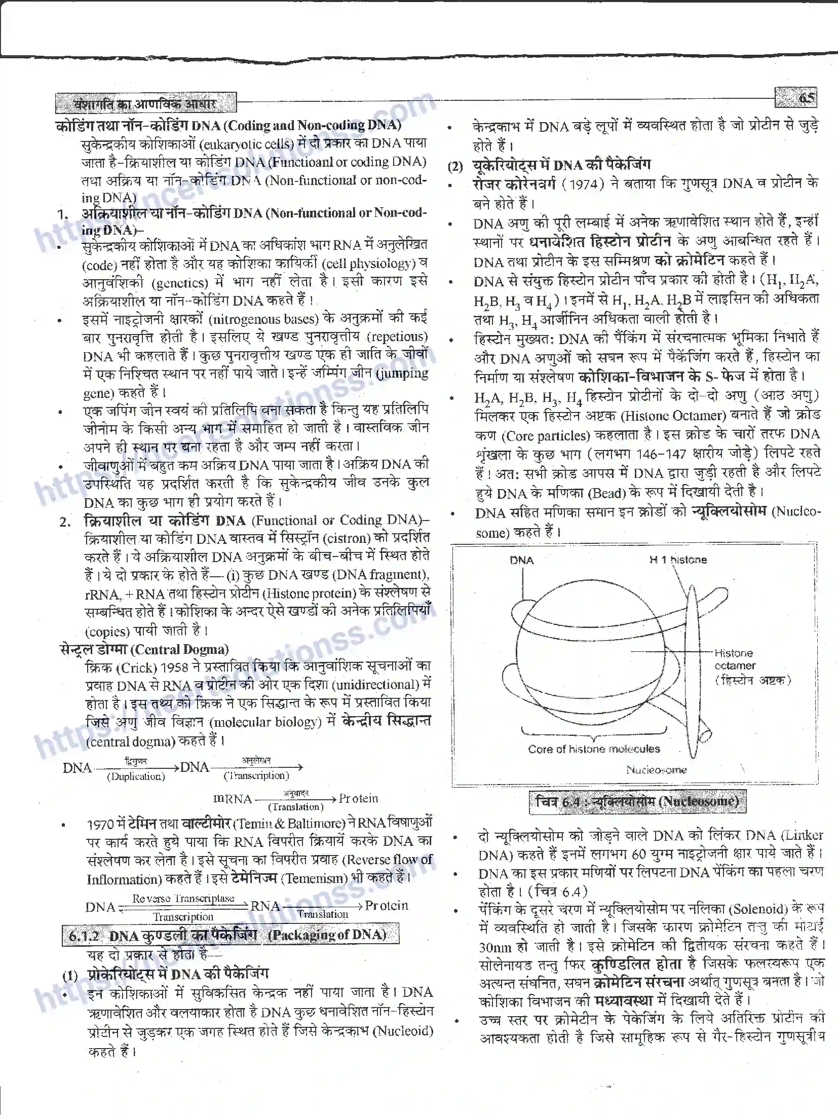 NCERT-Notes-Class-12-जीवand-विज्ञान-वंशागति-का-आणविक-आधार-944-page-5