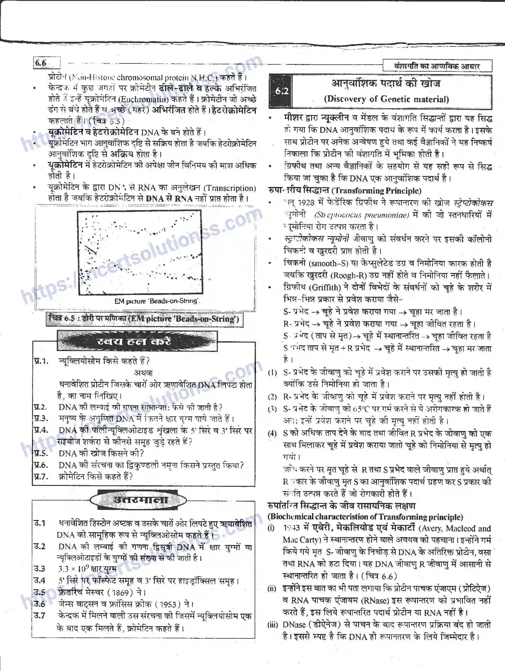 NCERT-Notes-Class-12-जीवand-विज्ञान-वंशागति-का-आणविक-आधार-944-page-6