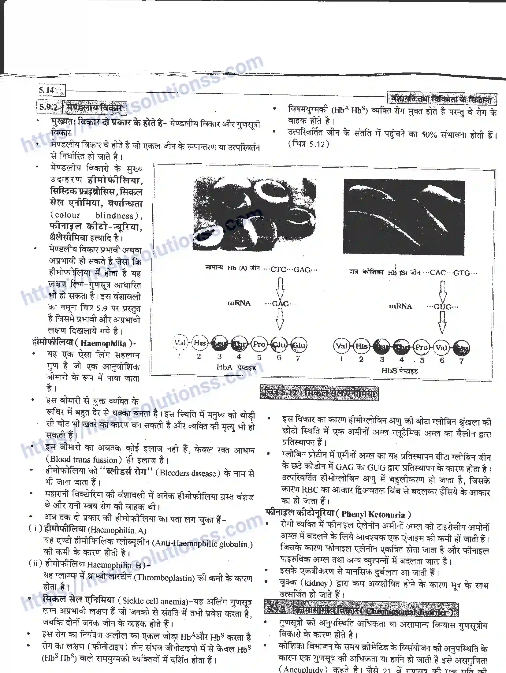 NCERT-Notes-Class-12-जीवand-विज्ञान-वंशागति-तथा-विविधता-के-सिद्धांत-943-page-14