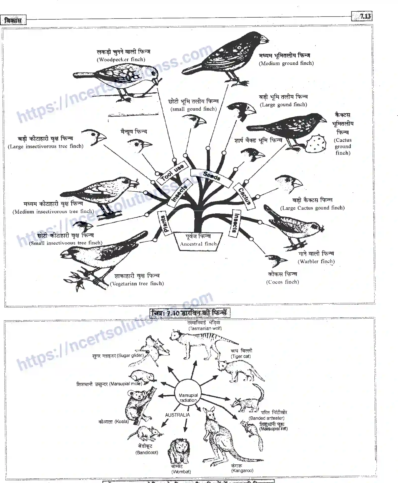 NCERT-Notes-Class-12-जीवand-विज्ञान-विकास-945-page-13
