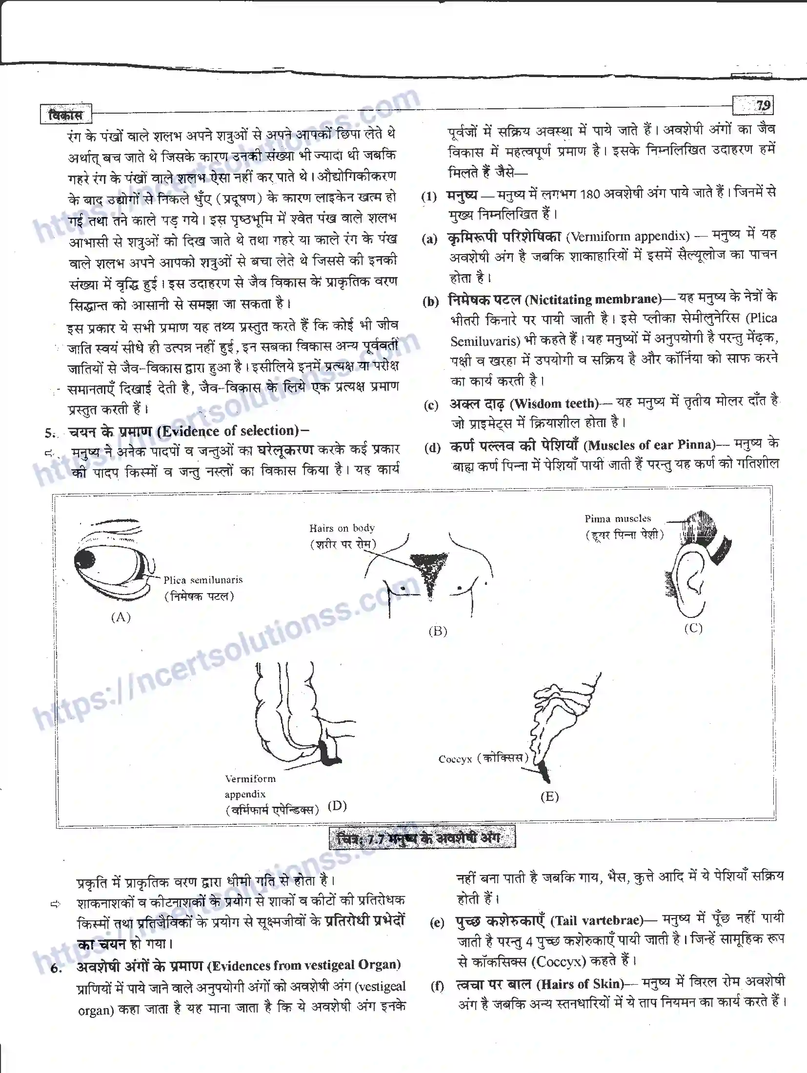 NCERT-Notes-Class-12-जीवand-विज्ञान-विकास-945-page-9