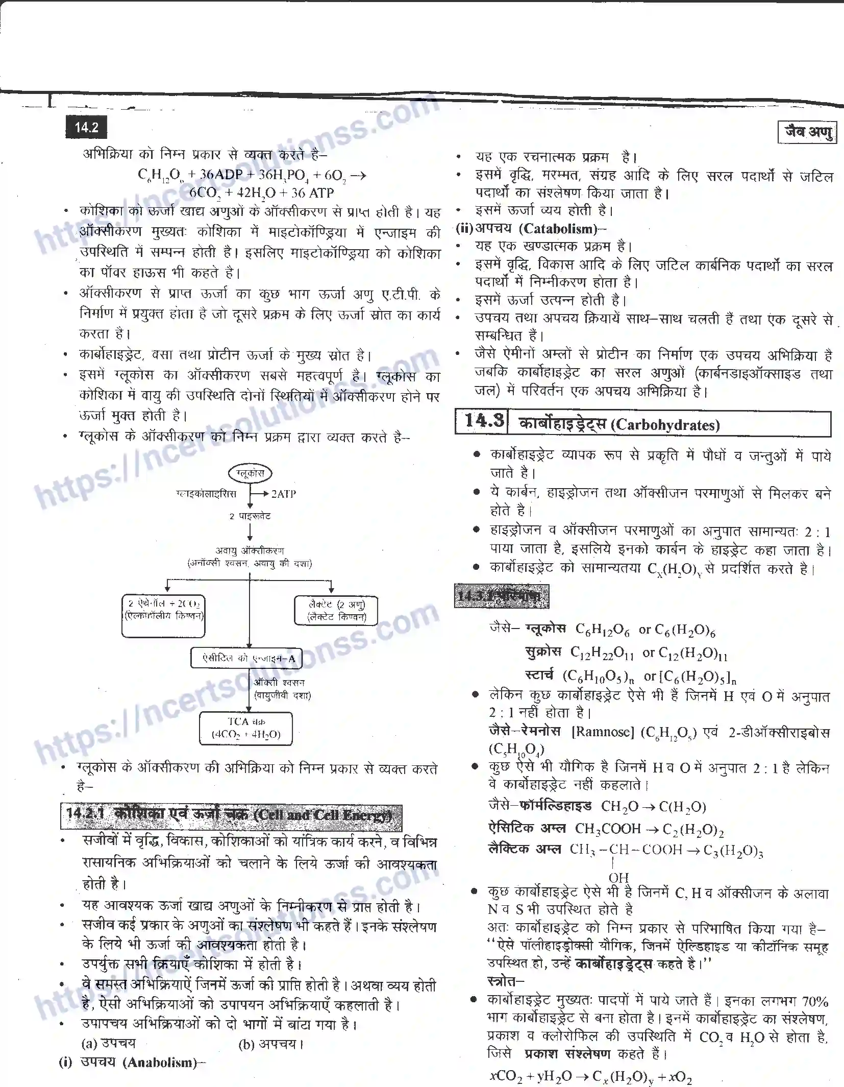 NCERT-Notes-Class-12-रसायन-विज्ञान-जैव-अणु-968-page-2