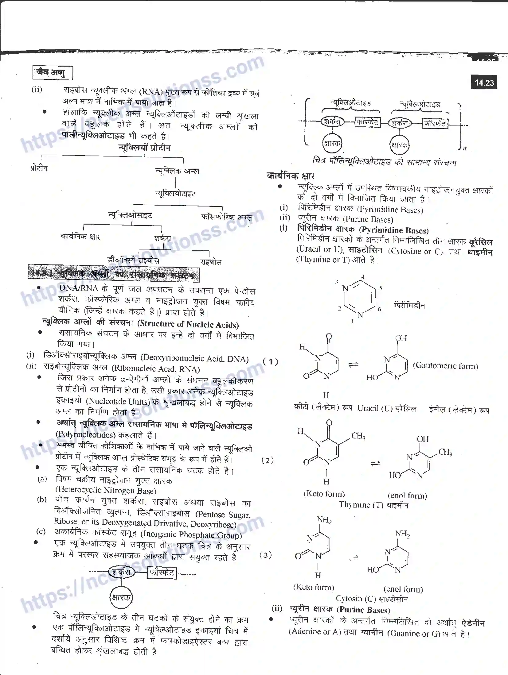 NCERT-Notes-Class-12-रसायन-विज्ञान-जैव-अणु-968-page-23
