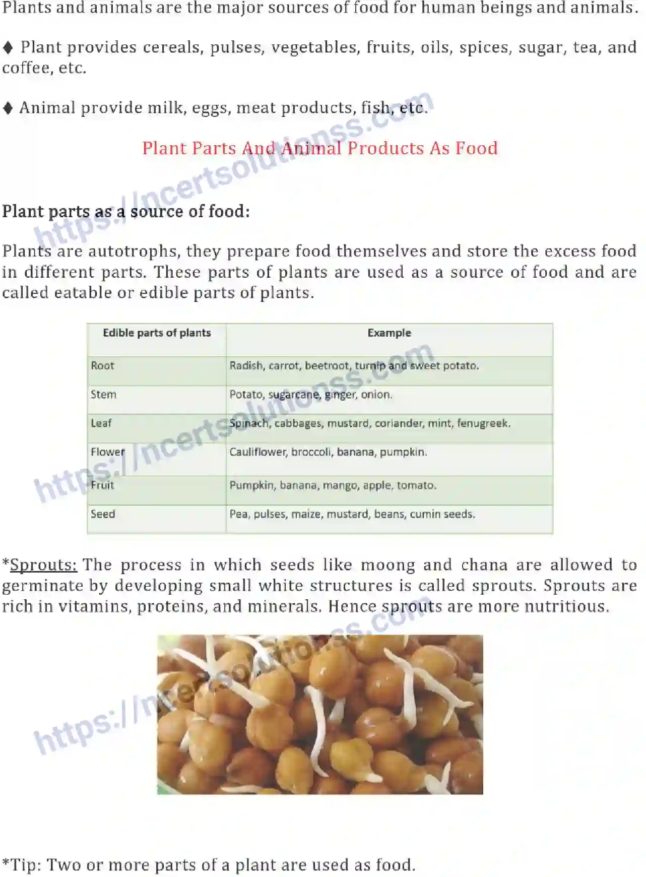 NCERT-Notes-Class-6-Science-Ch-01-Food-Where-Does-it-Come-From-746-page-2