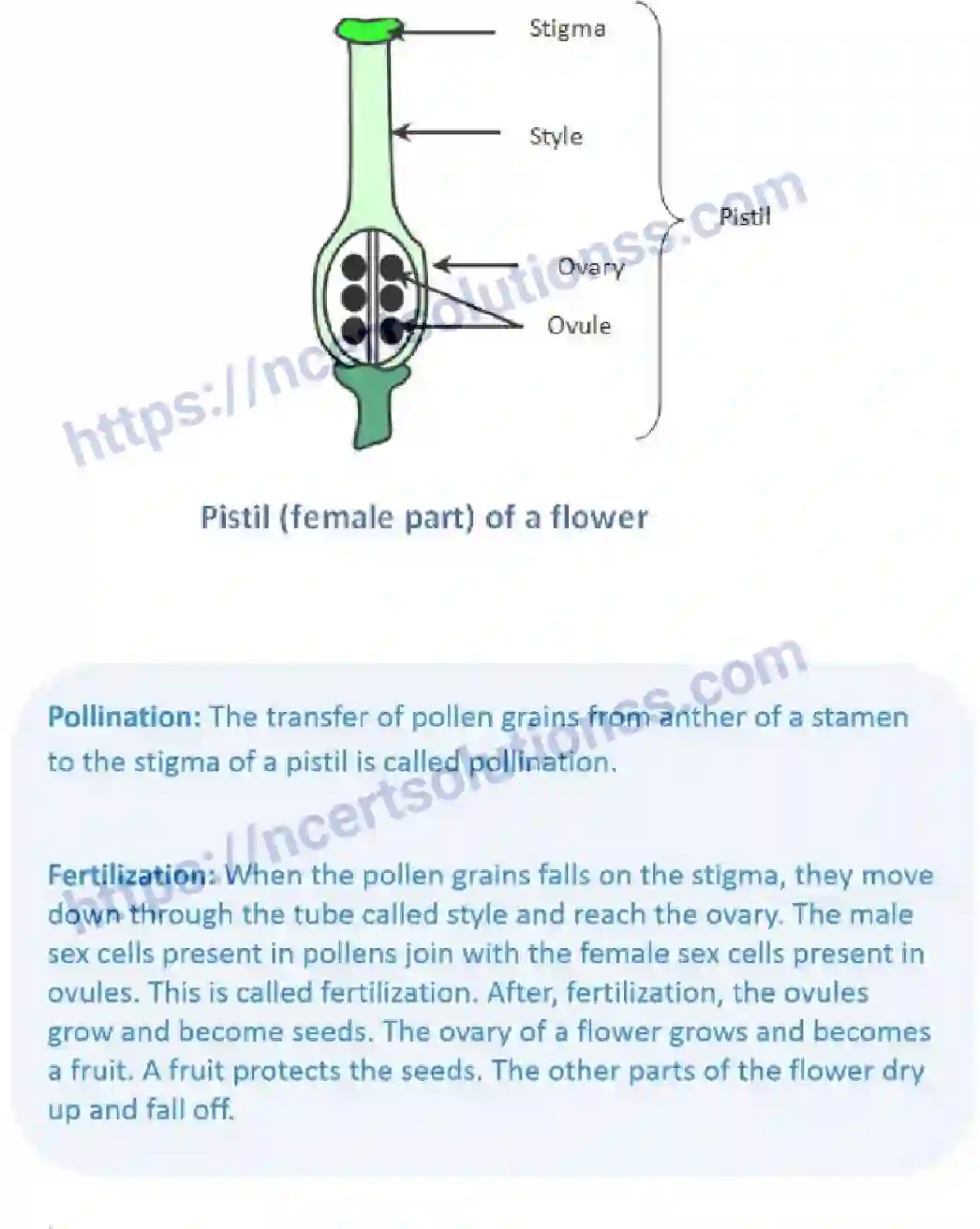 NCERT-Notes-Class-6-Science-Ch-07-Getting-to-Know-Plants-752-page-10