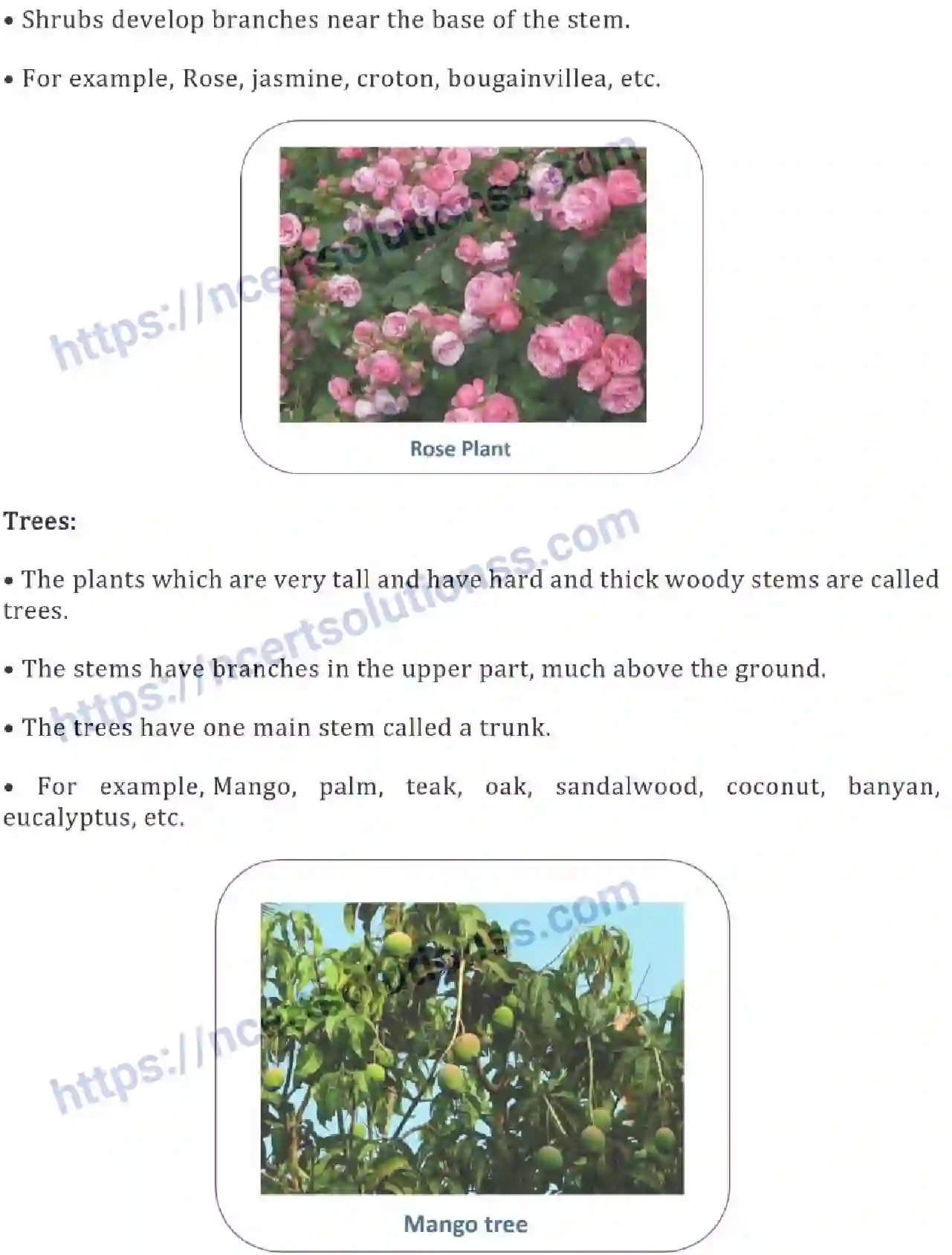 NCERT-Notes-Class-6-Science-Ch-07-Getting-to-Know-Plants-752-page-3