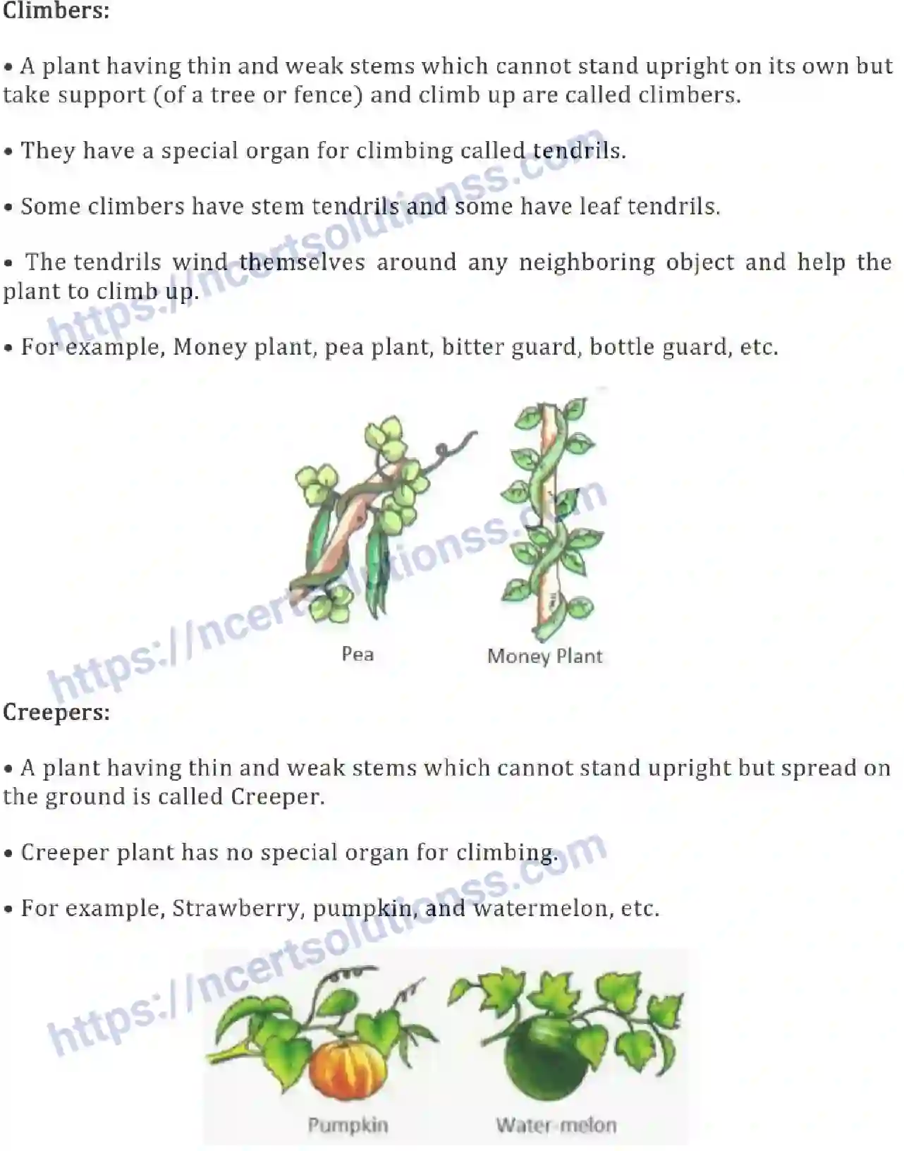 NCERT-Notes-Class-6-Science-Ch-07-Getting-to-Know-Plants-752-page-4