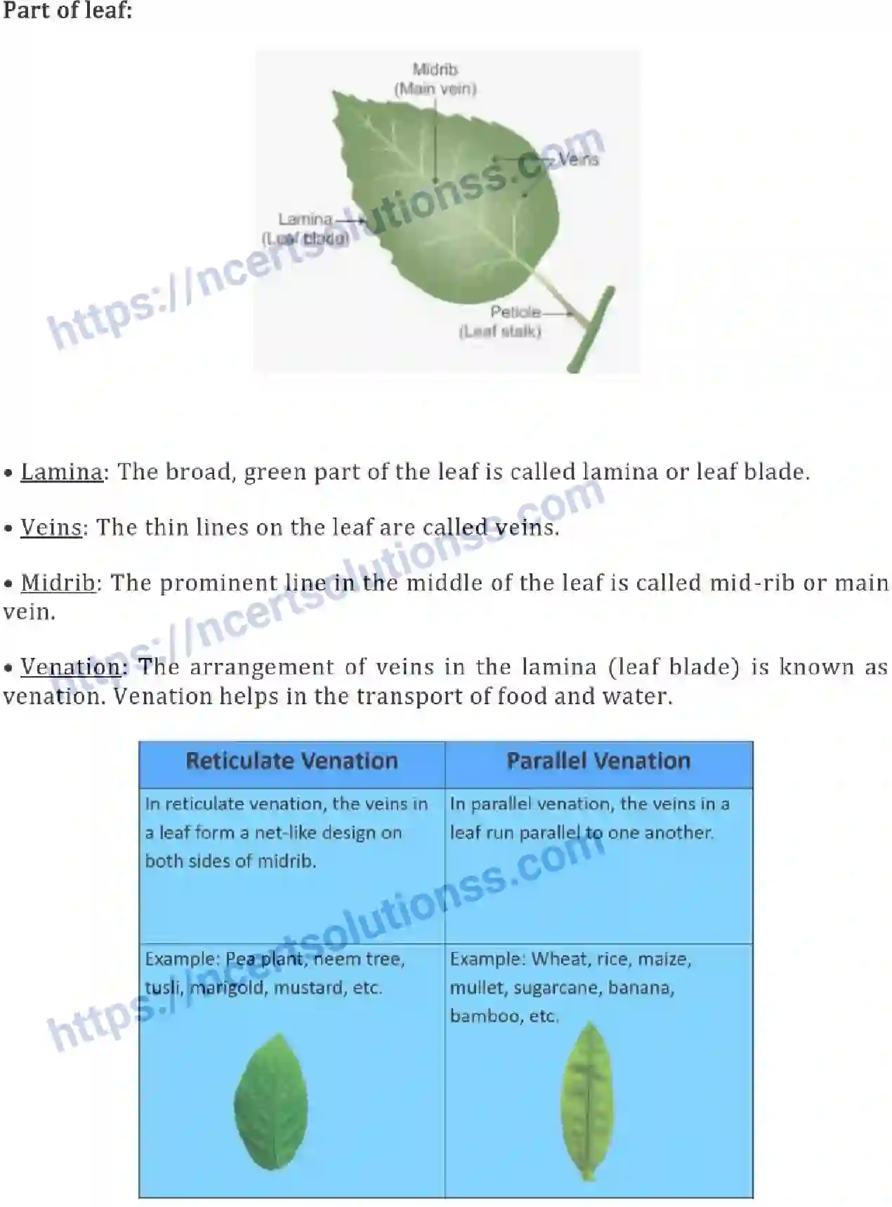 NCERT-Notes-Class-6-Science-Ch-07-Getting-to-Know-Plants-752-page-6