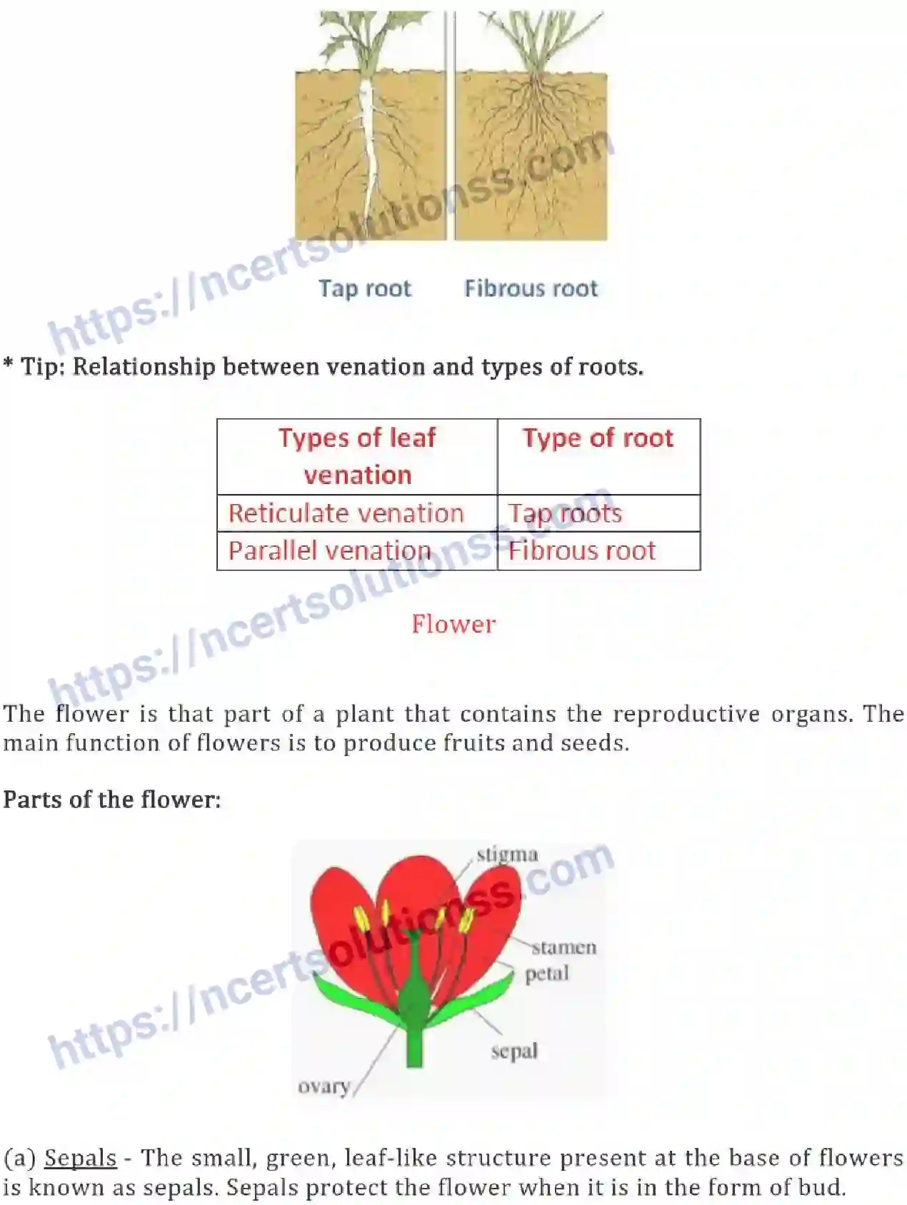NCERT-Notes-Class-6-Science-Ch-07-Getting-to-Know-Plants-752-page-8
