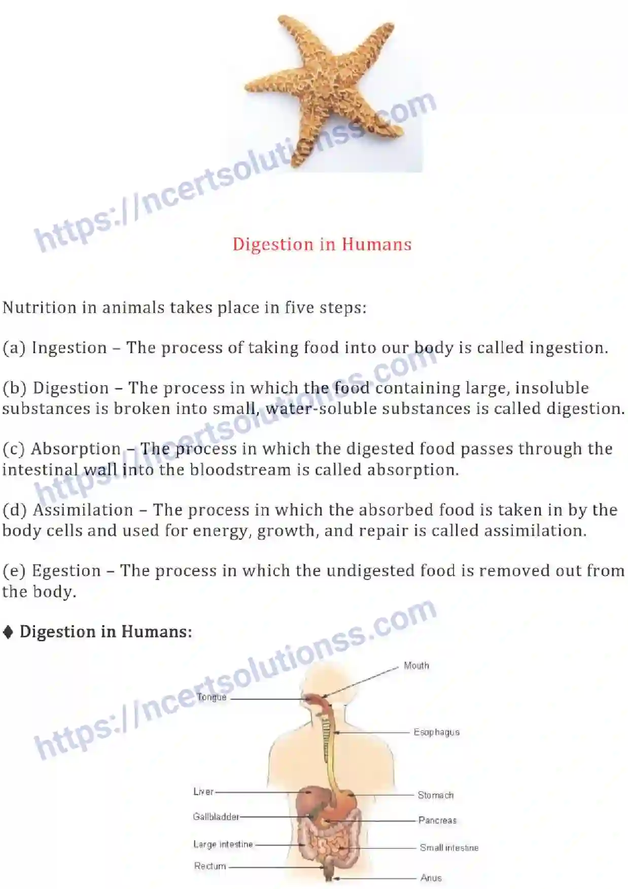 NCERT-Notes-Class-7-Science-Ch-02-Nutrients-in-Animals-685-page-2