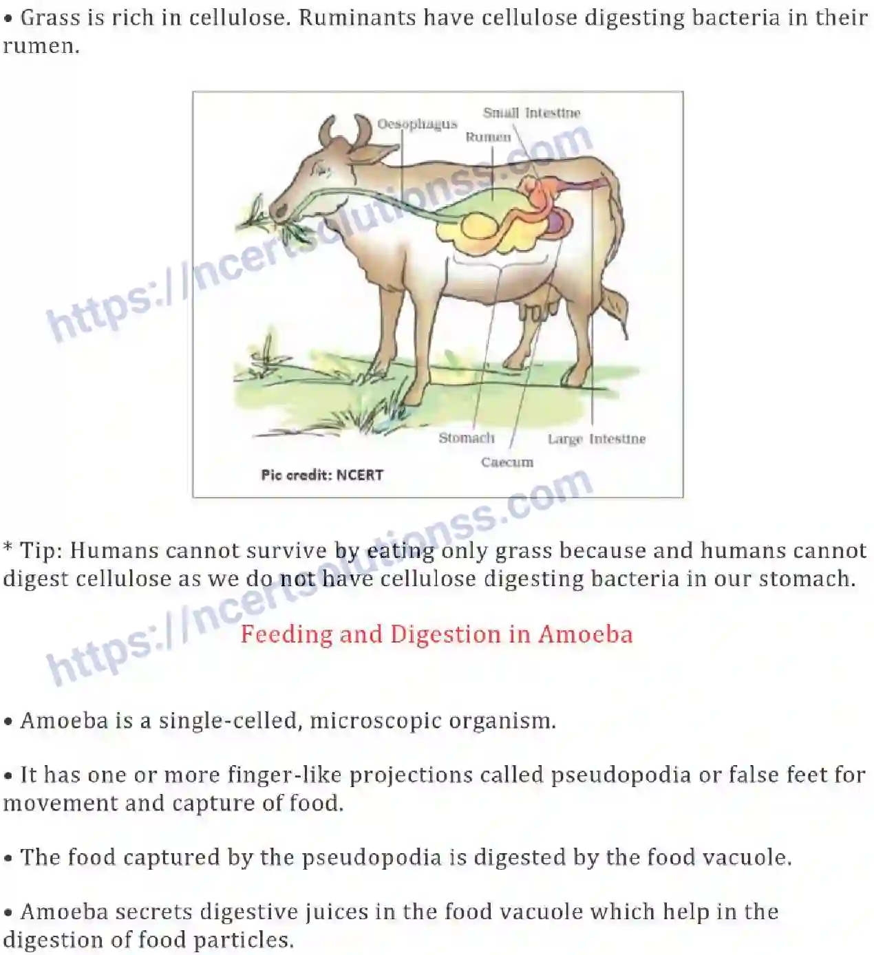 NCERT-Notes-Class-7-Science-Ch-02-Nutrients-in-Animals-685-page-6
