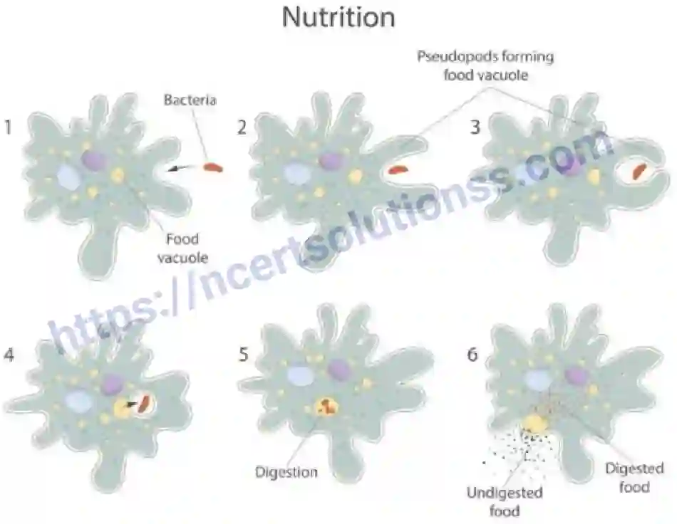NCERT-Notes-Class-7-Science-Ch-02-Nutrients-in-Animals-685-page-7