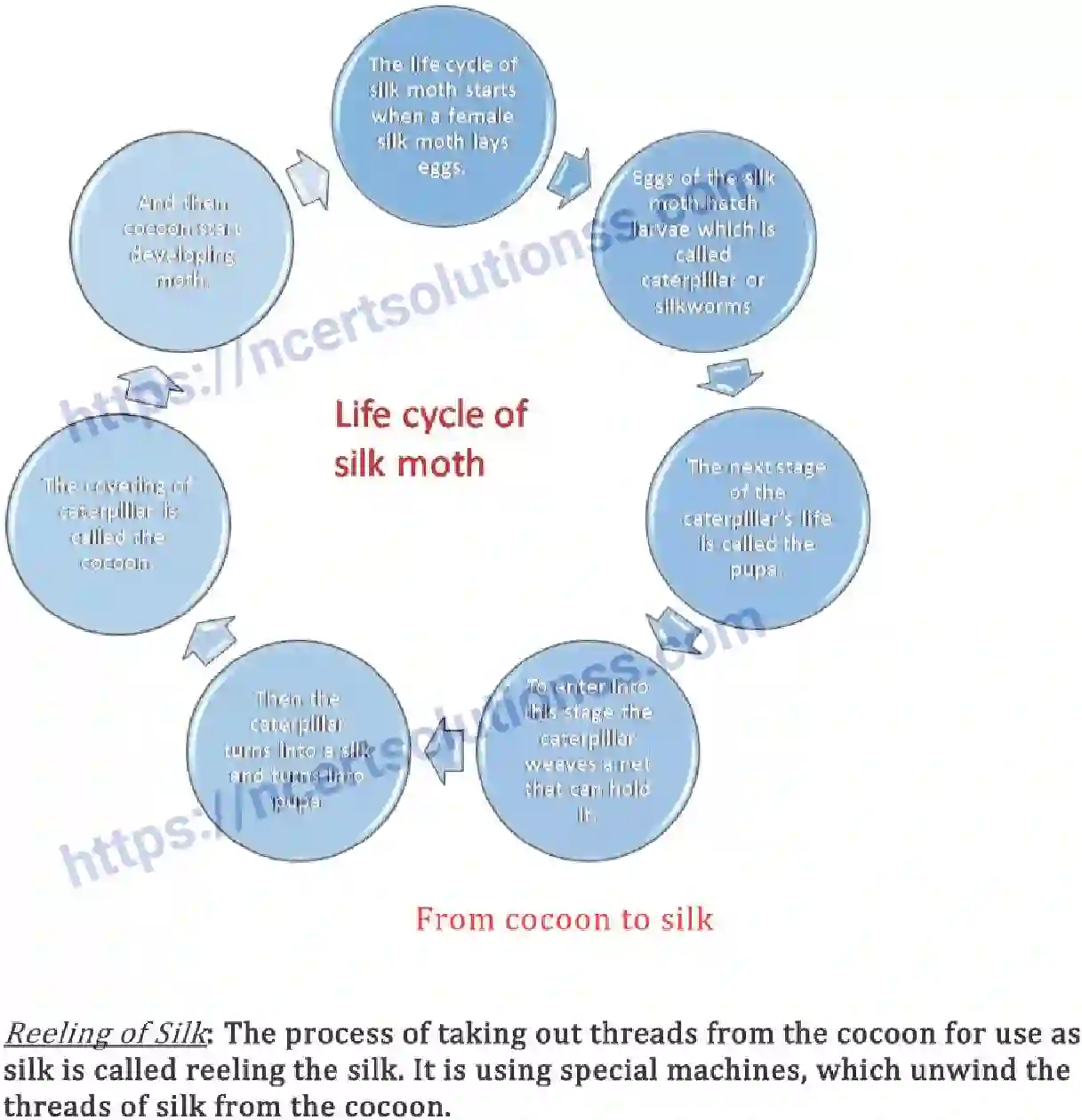 NCERT-Notes-Class-7-Science-Ch-03-Fibre-to-Fabric-686-page-6