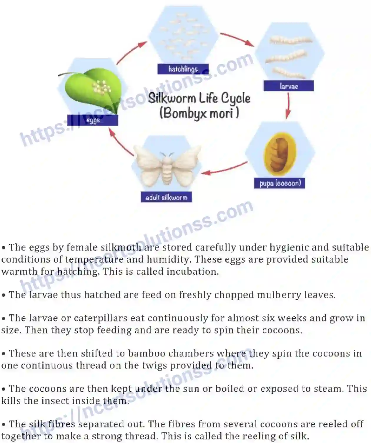 NCERT-Notes-Class-7-Science-Ch-03-Fibre-to-Fabric-686-page-7