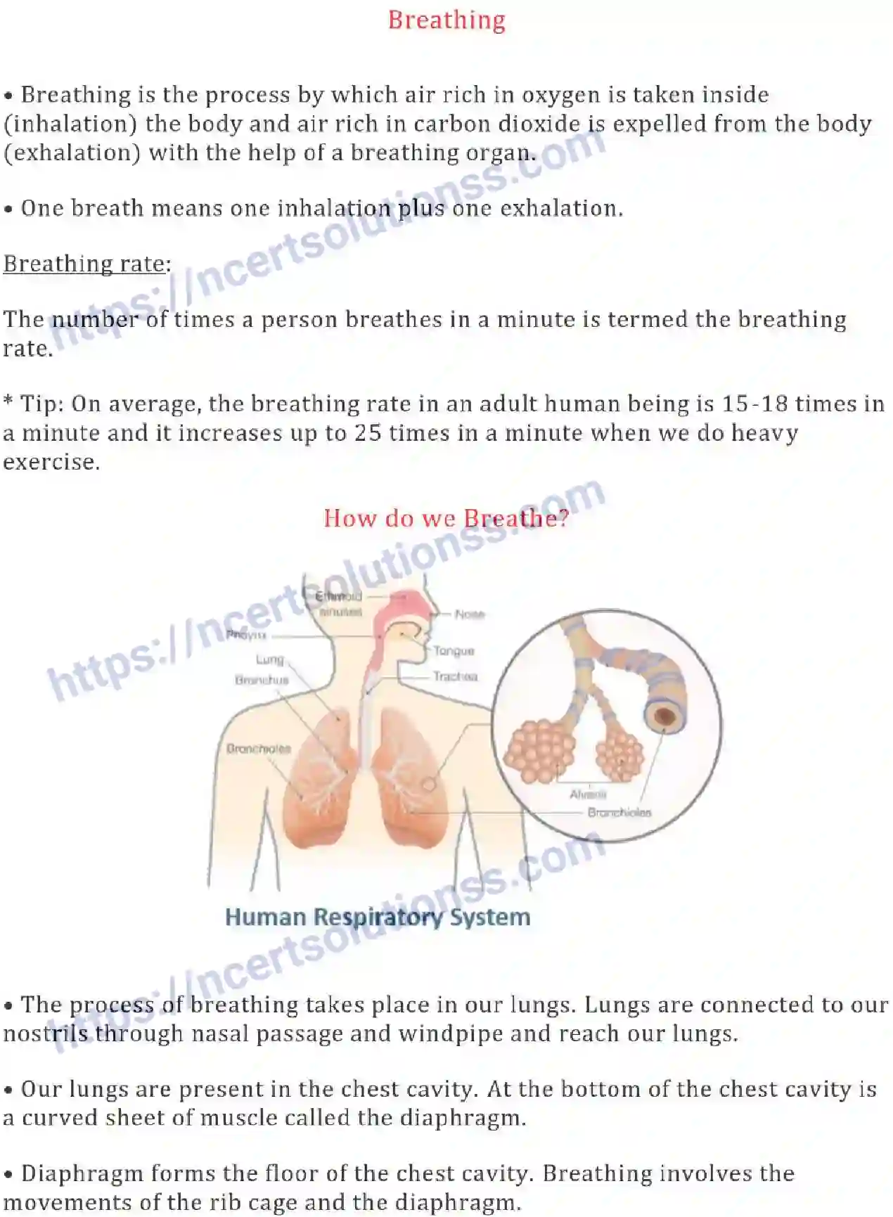 NCERT-Notes-Class-7-Science-Ch-10-Respiration-in-Organisms-693-page-2