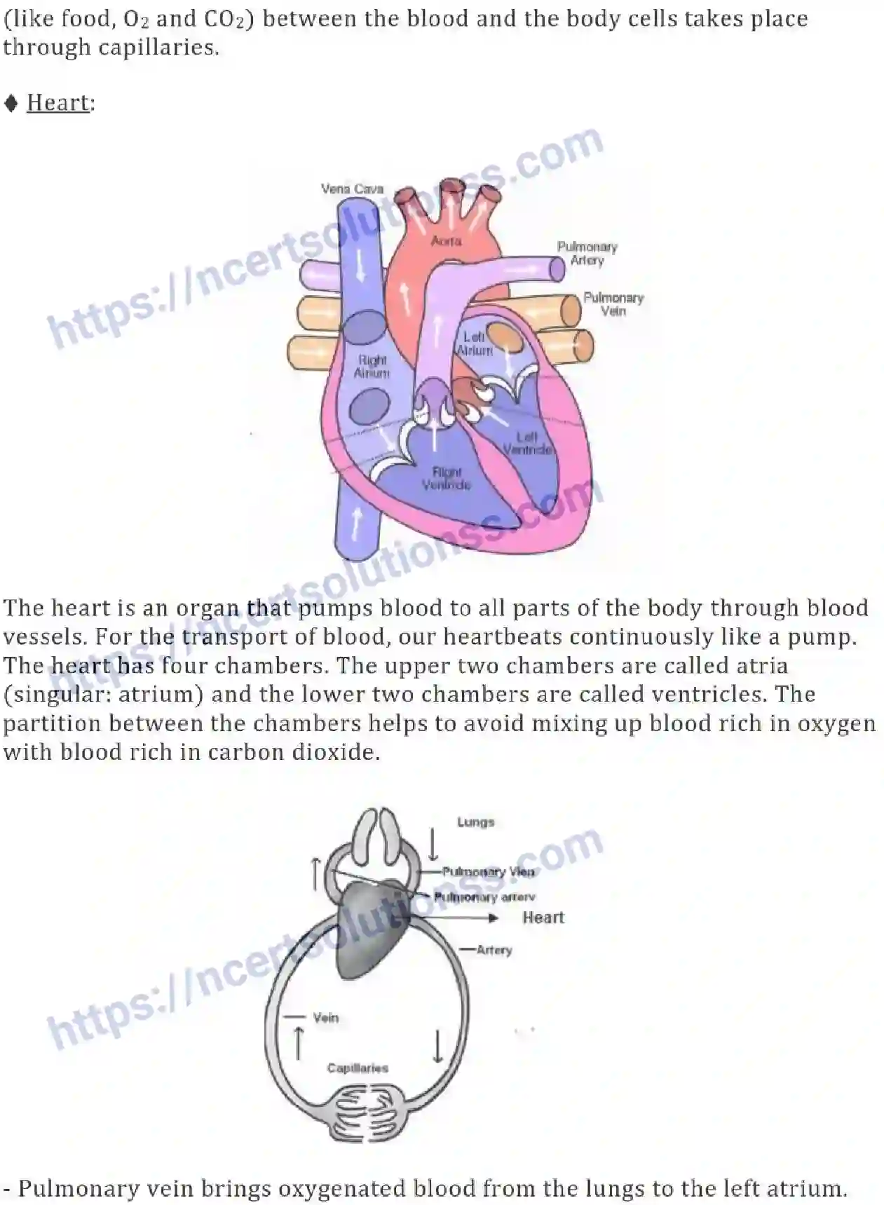 NCERT-Notes-Class-7-Science-Ch-11-Transportation-in-Animals-and-Plants-694-page-3
