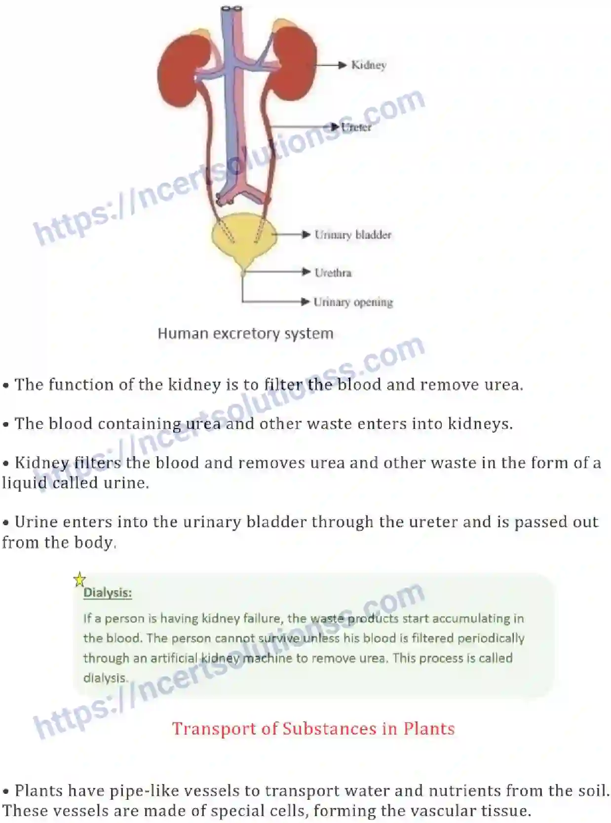NCERT-Notes-Class-7-Science-Ch-11-Transportation-in-Animals-and-Plants-694-page-5