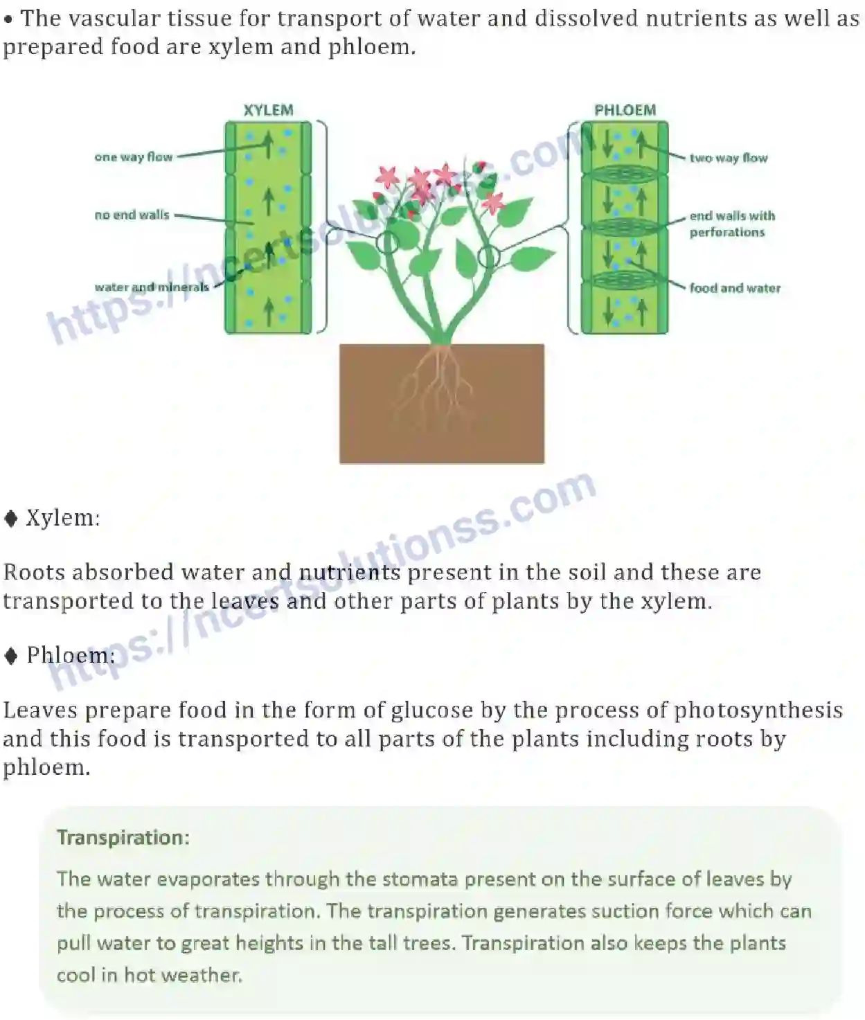 NCERT-Notes-Class-7-Science-Ch-11-Transportation-in-Animals-and-Plants-694-page-6