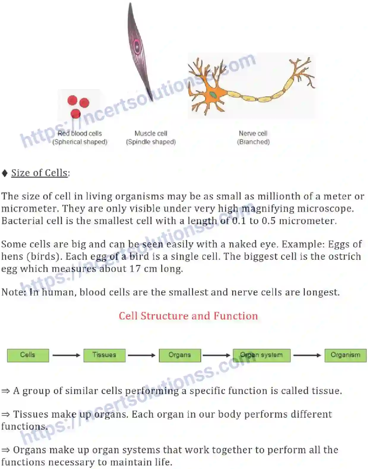 NCERT-Notes-Class-8-Science-Ch-08-Cell-and--Structure-and-Functions-630-page-3