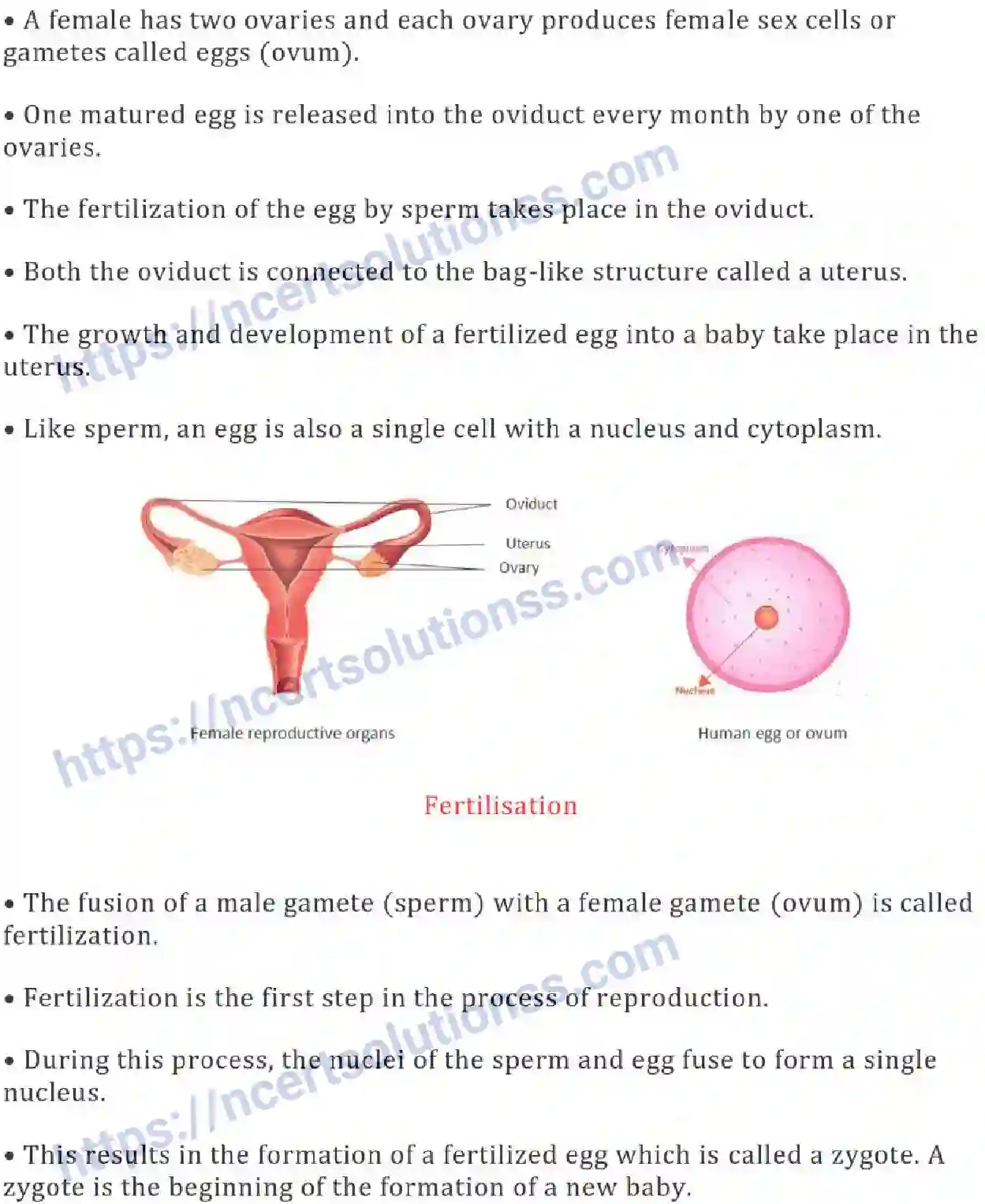 NCERT-Notes-Class-8-Science-Ch-09-Reproduction-in-Animals-631-page-3