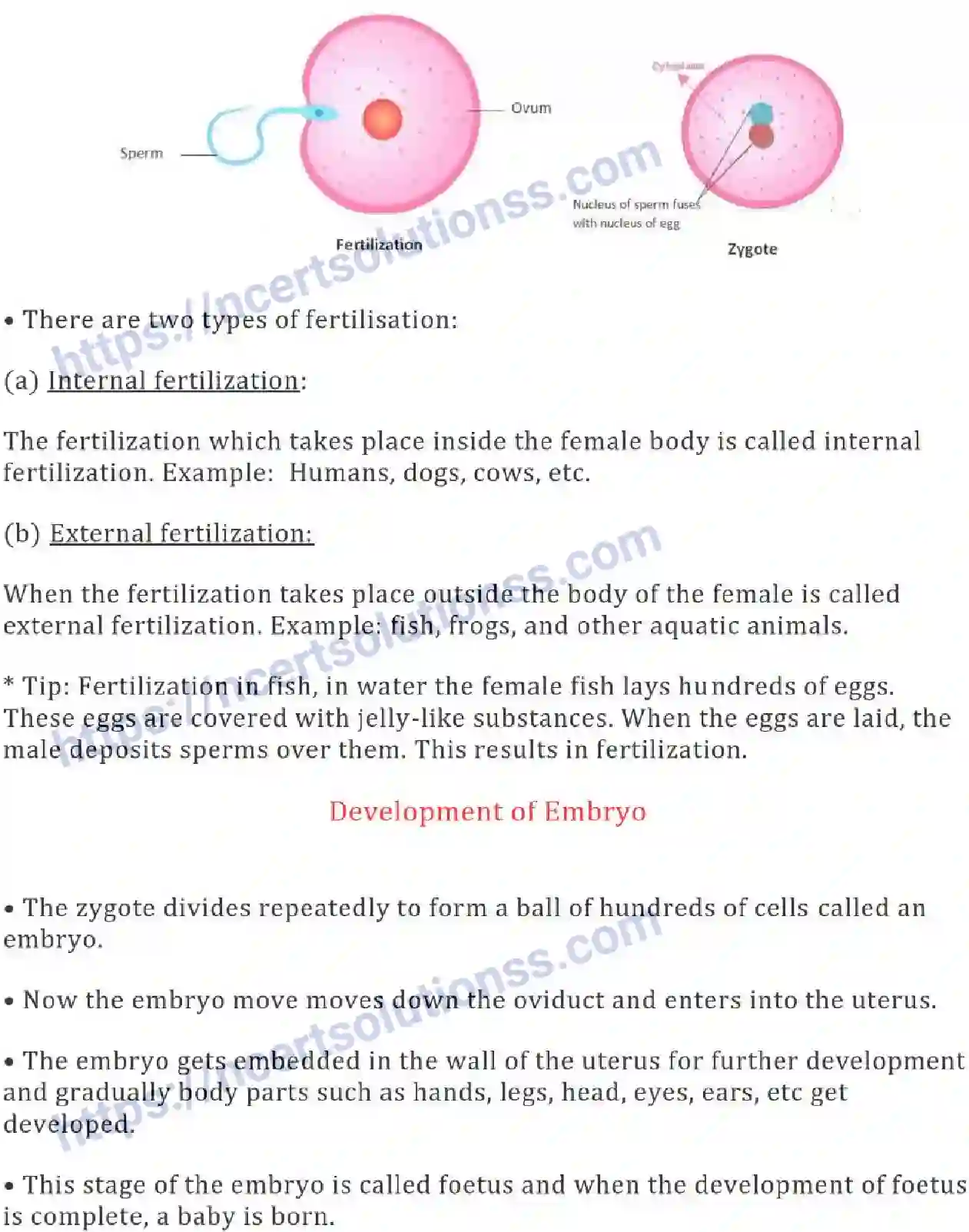 NCERT-Notes-Class-8-Science-Ch-09-Reproduction-in-Animals-631-page-4