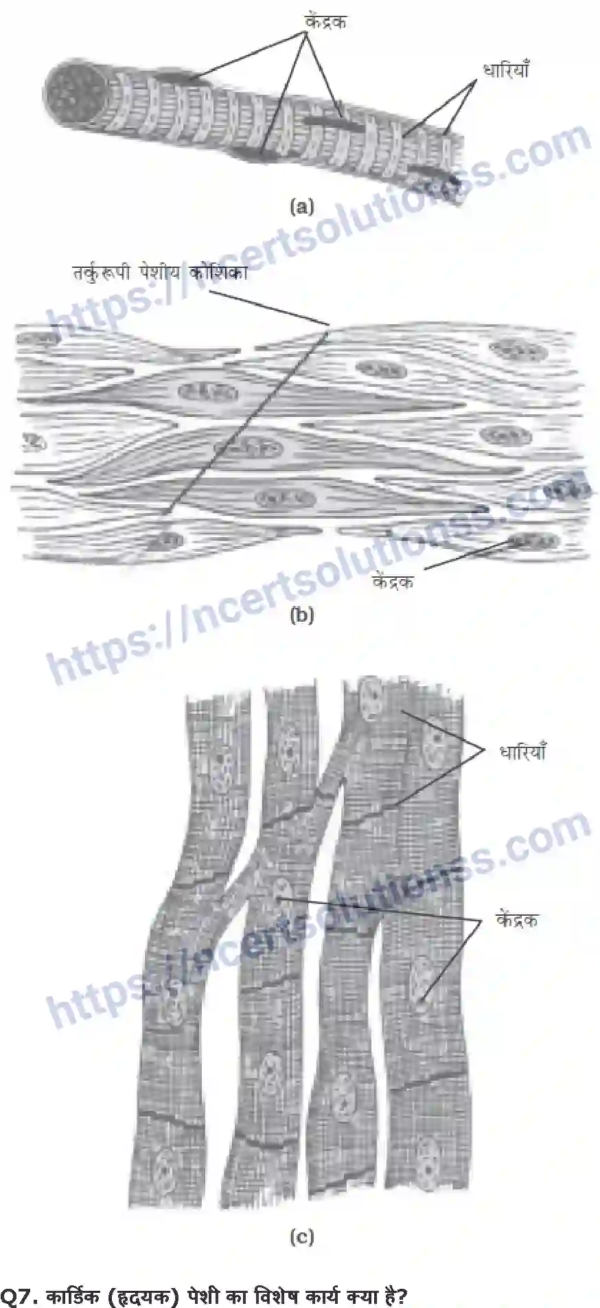 NCERT-Notes-Class-9-विज्ञान-ऊत्तक-1437-page-7
